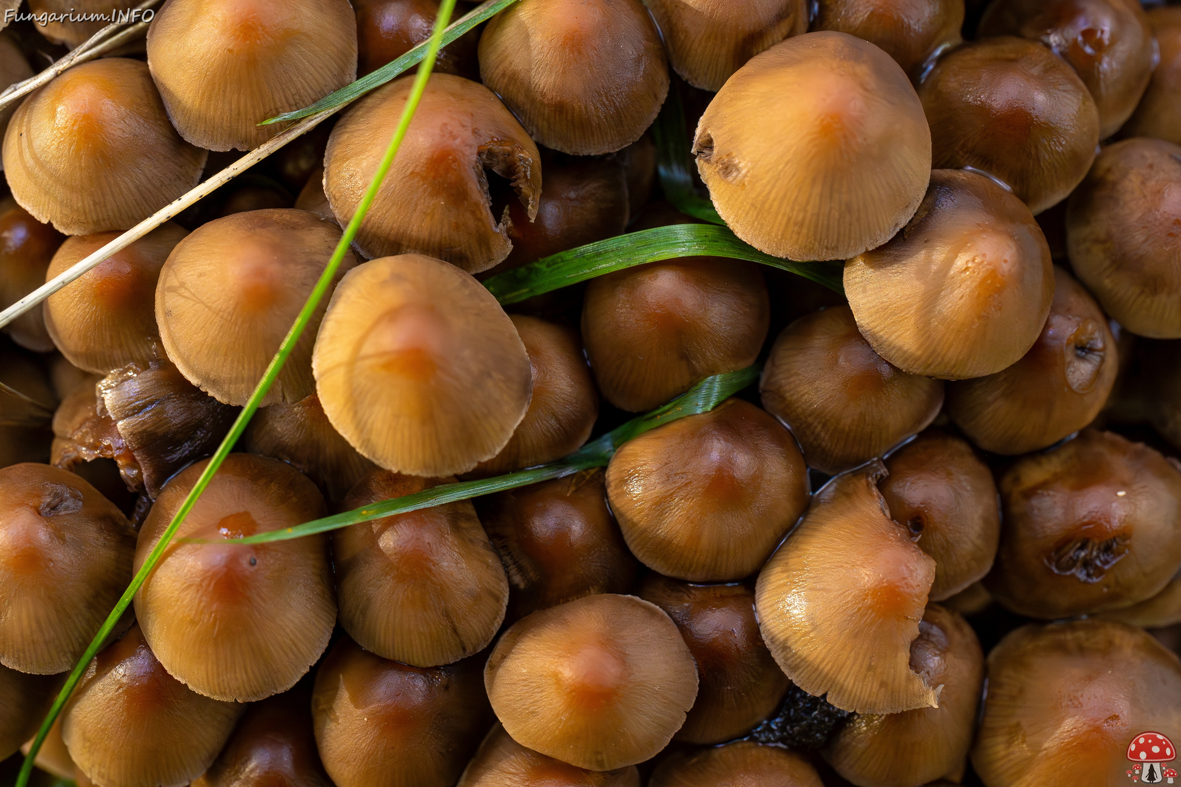 Britzelmayria multipedata _2025-10-10_1-23 