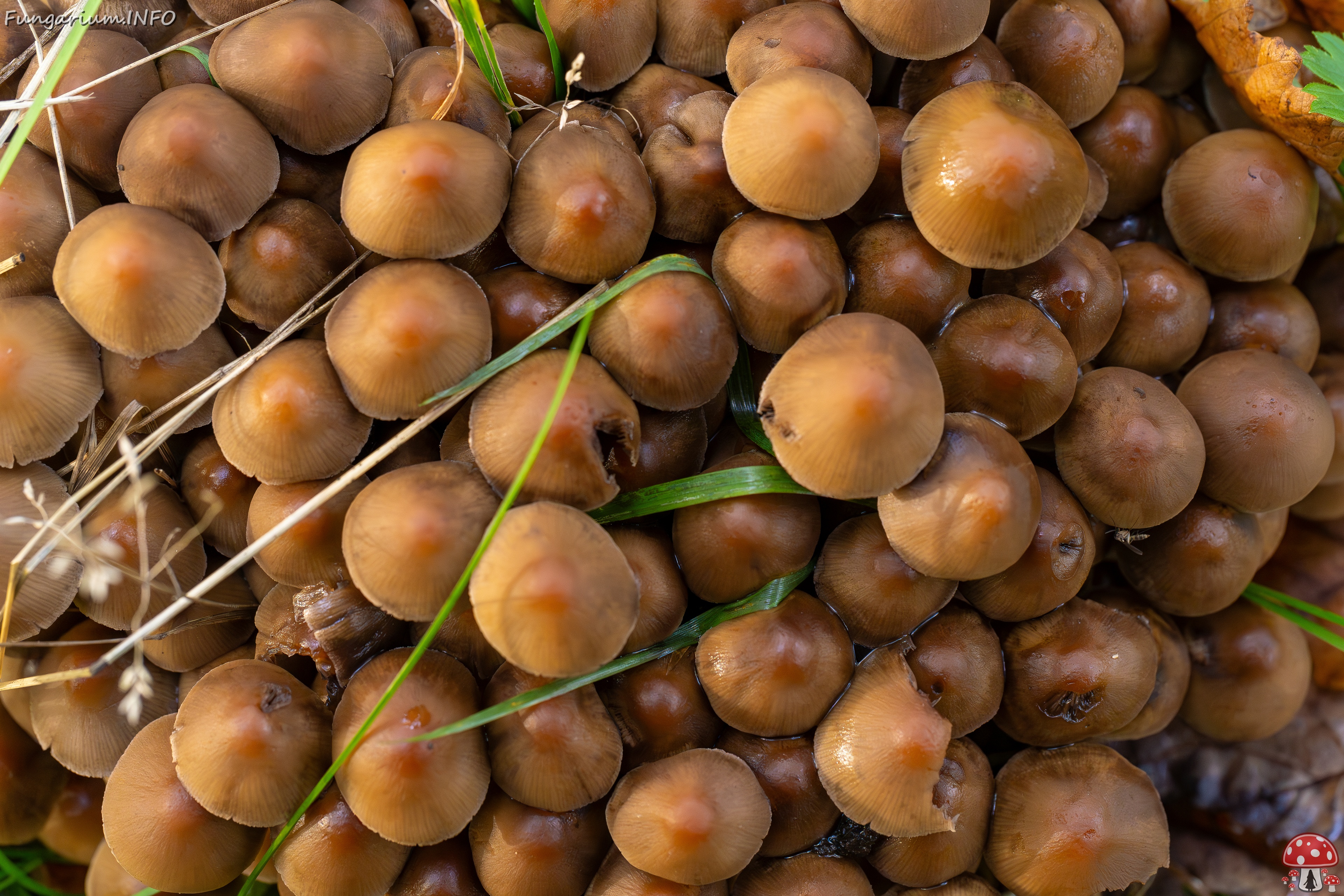 Britzelmayria multipedata _2025-10-10_1-24 