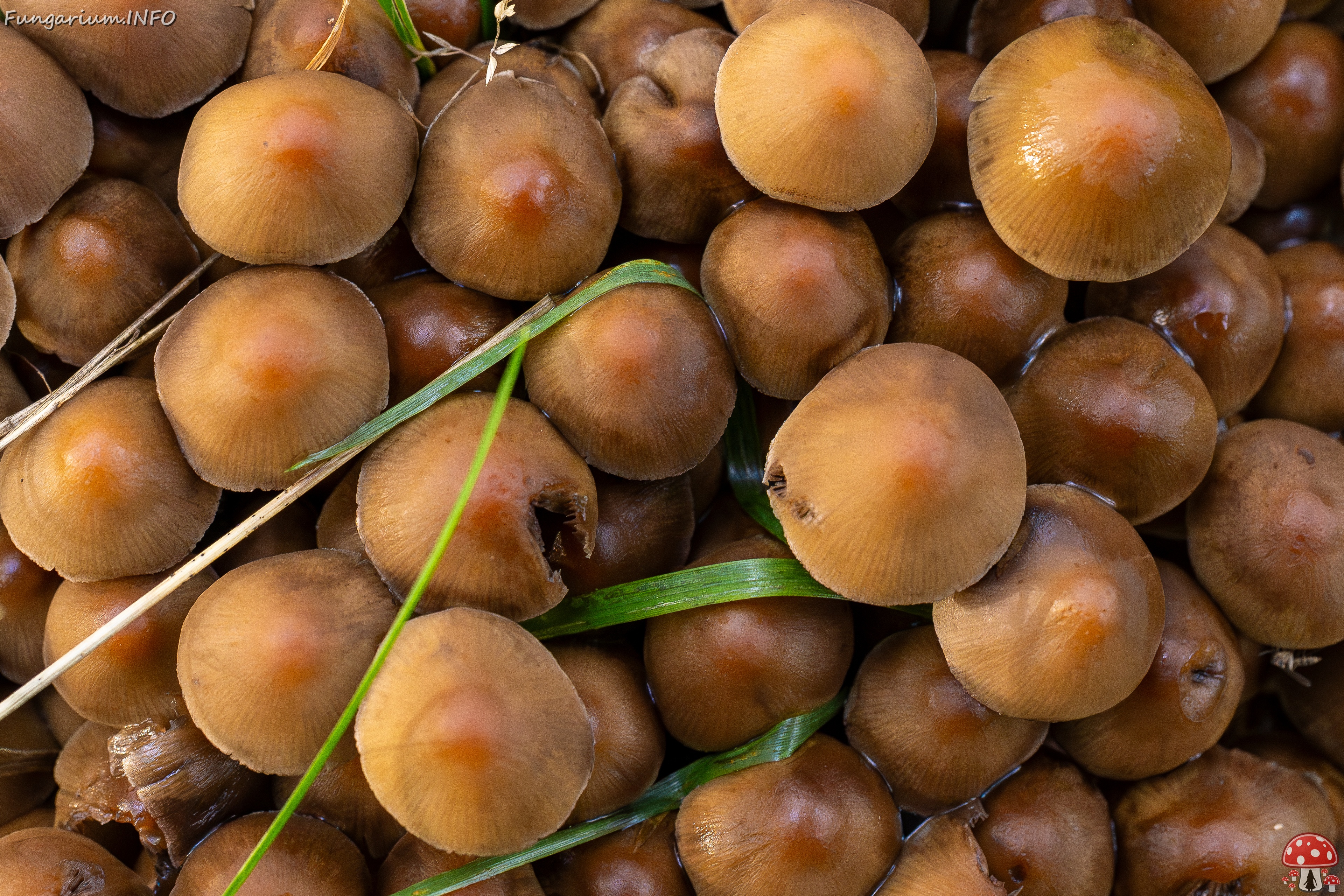 Britzelmayria multipedata _2025-10-10_1-25 