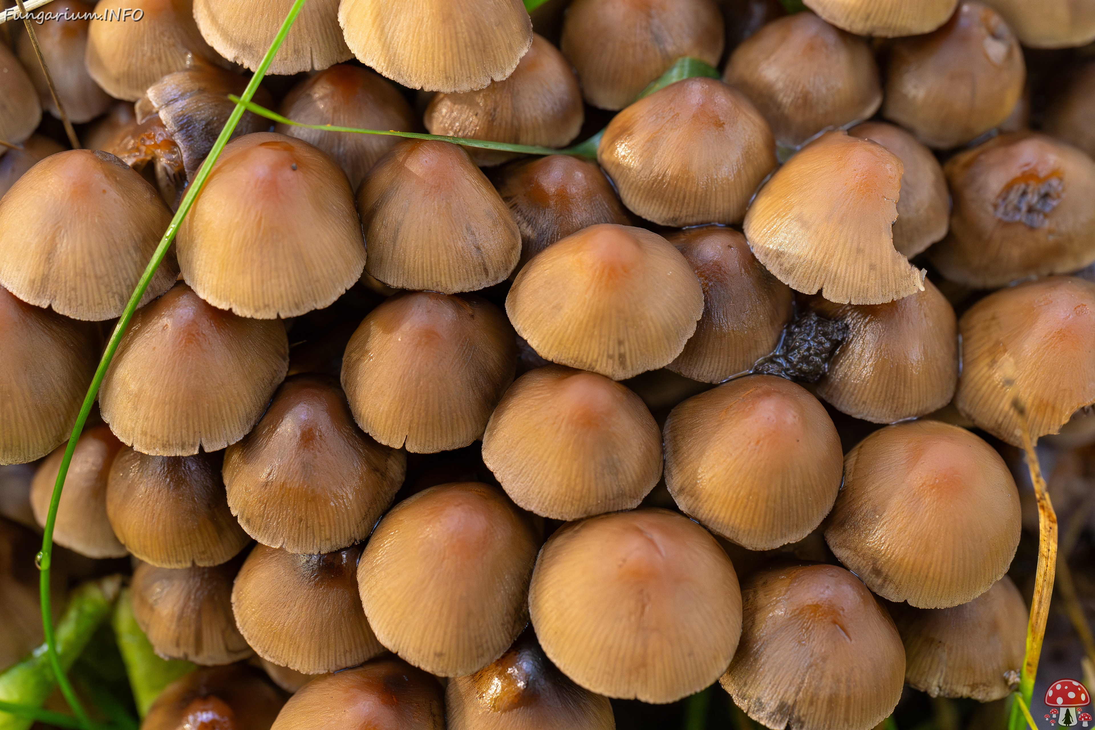 Britzelmayria multipedata _2025-10-10_1-26 