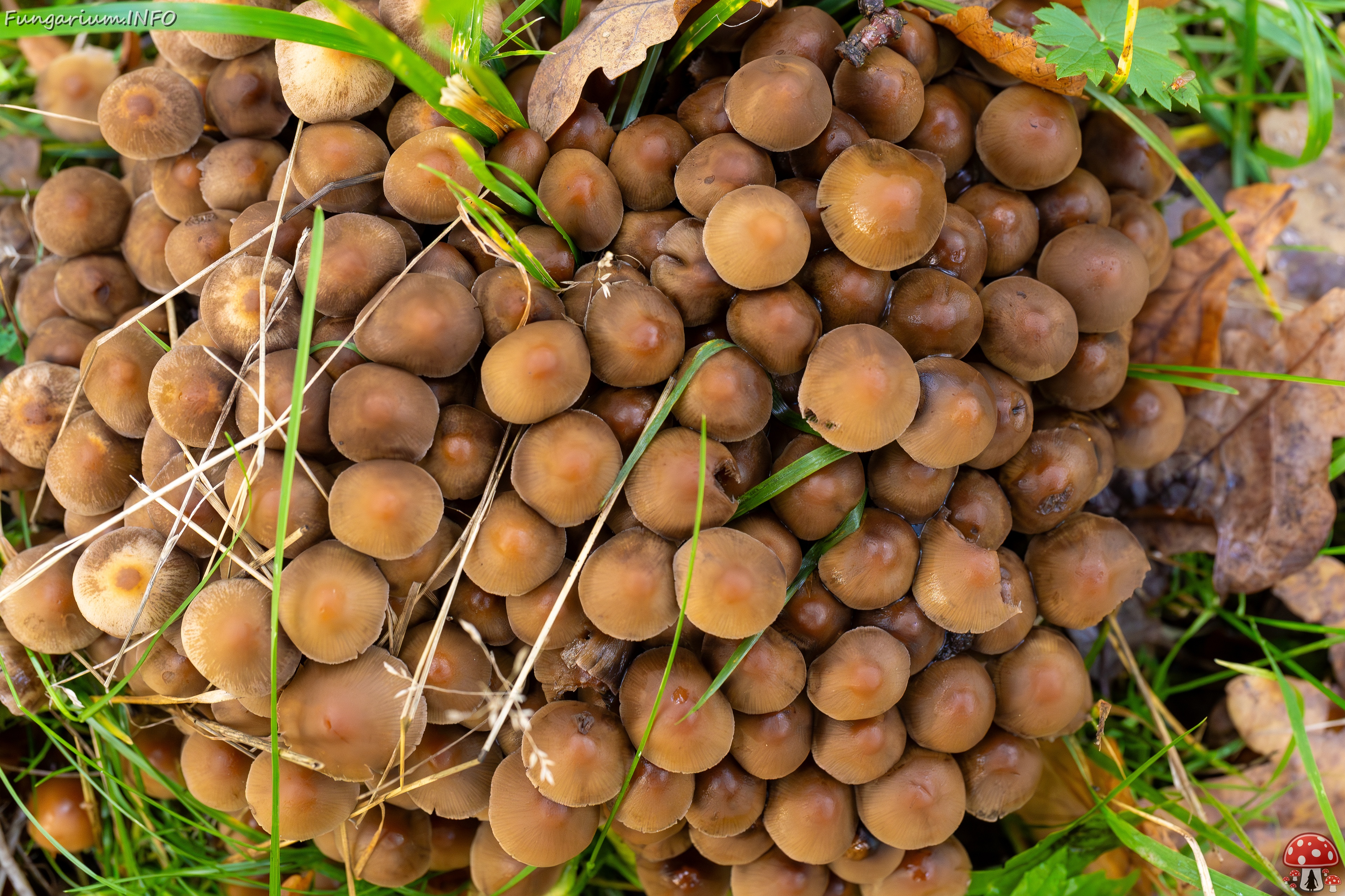 Britzelmayria multipedata _2025-10-10_1-27 