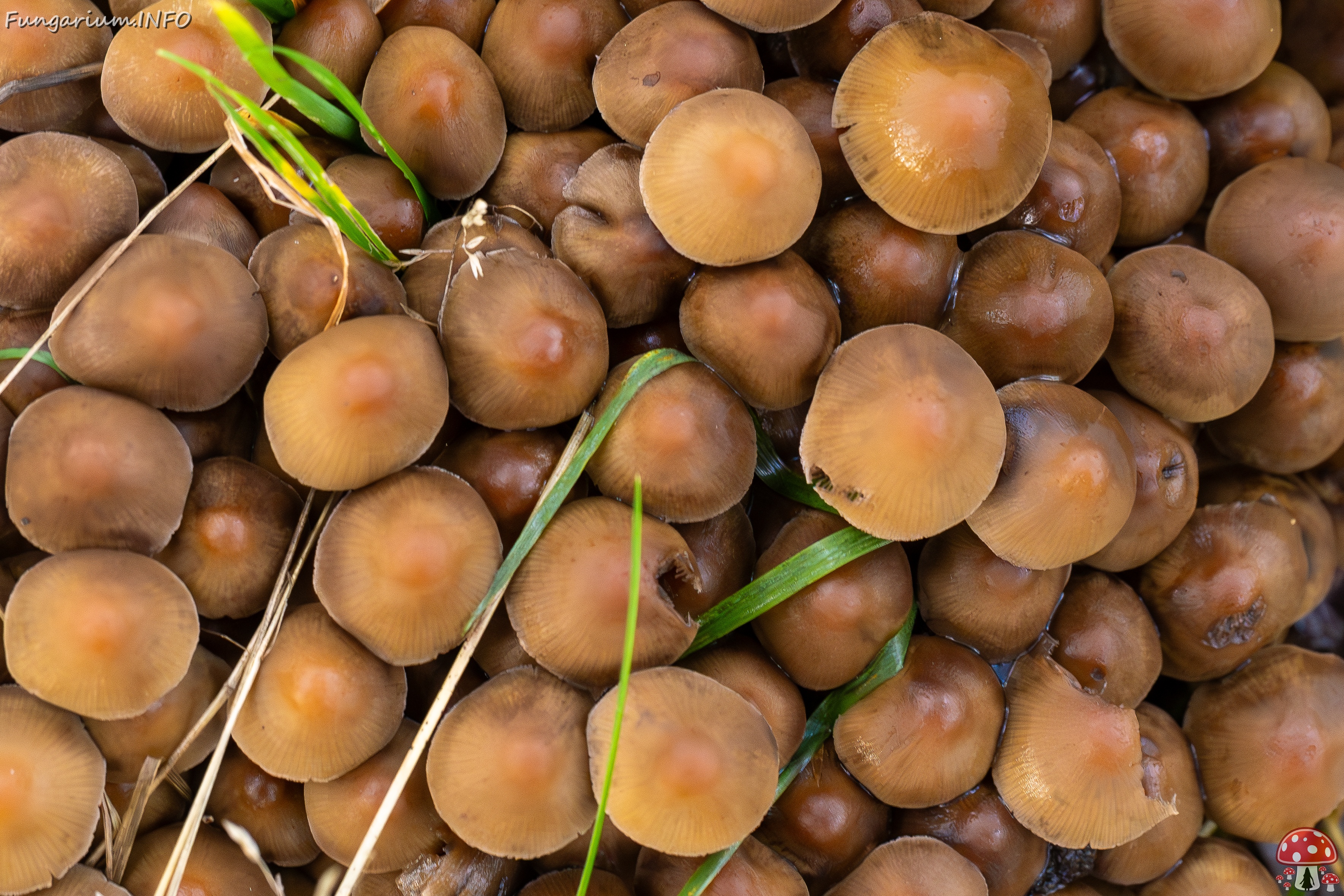 Britzelmayria multipedata _2025-10-10_1-28 