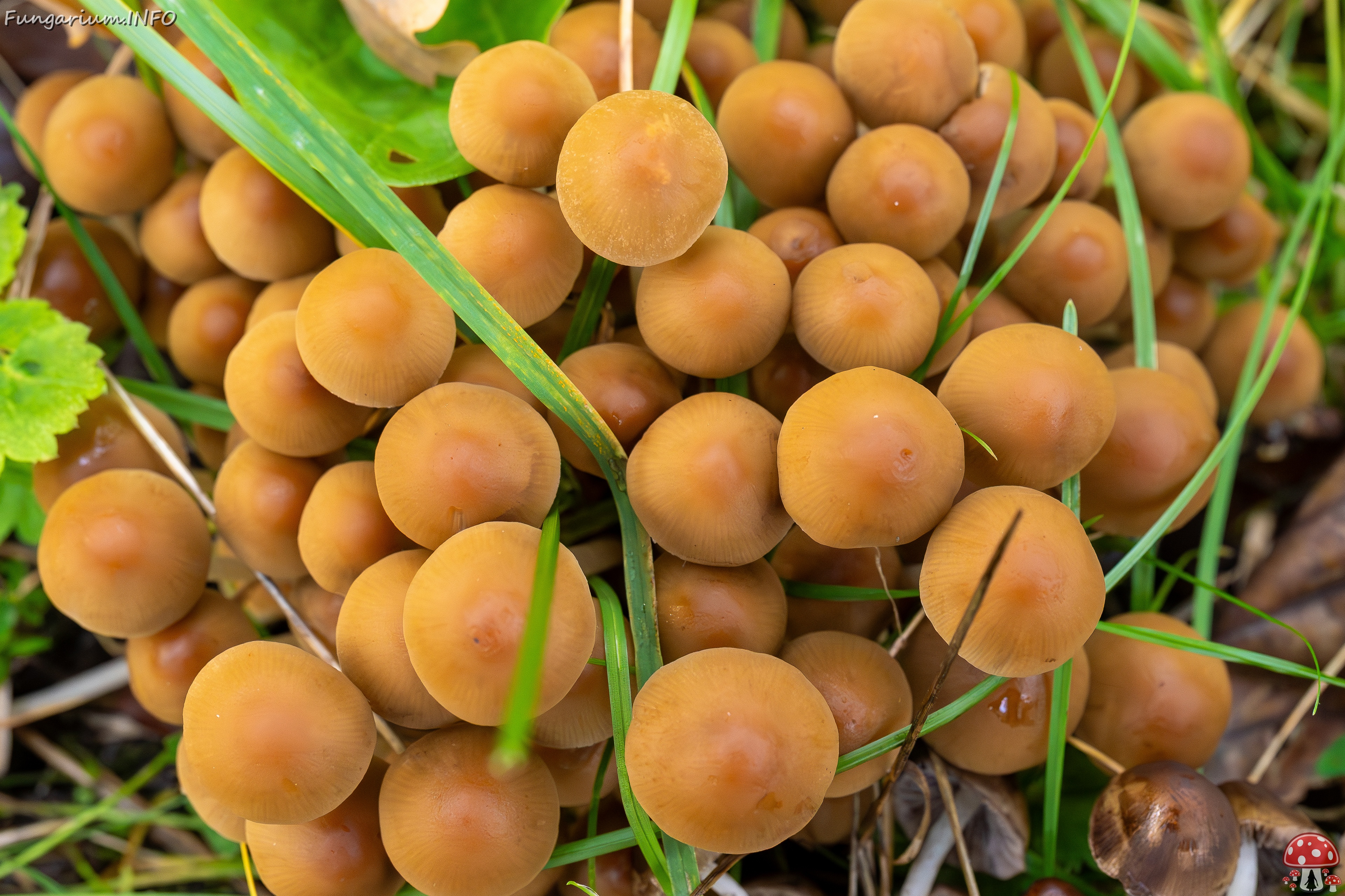 Britzelmayria multipedata _2025-10-10_1-29 