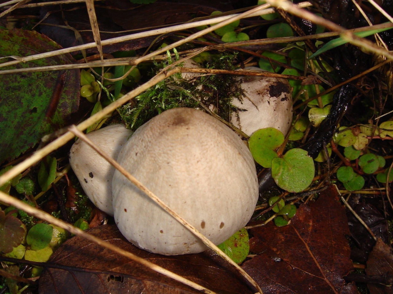 fungi-0003736