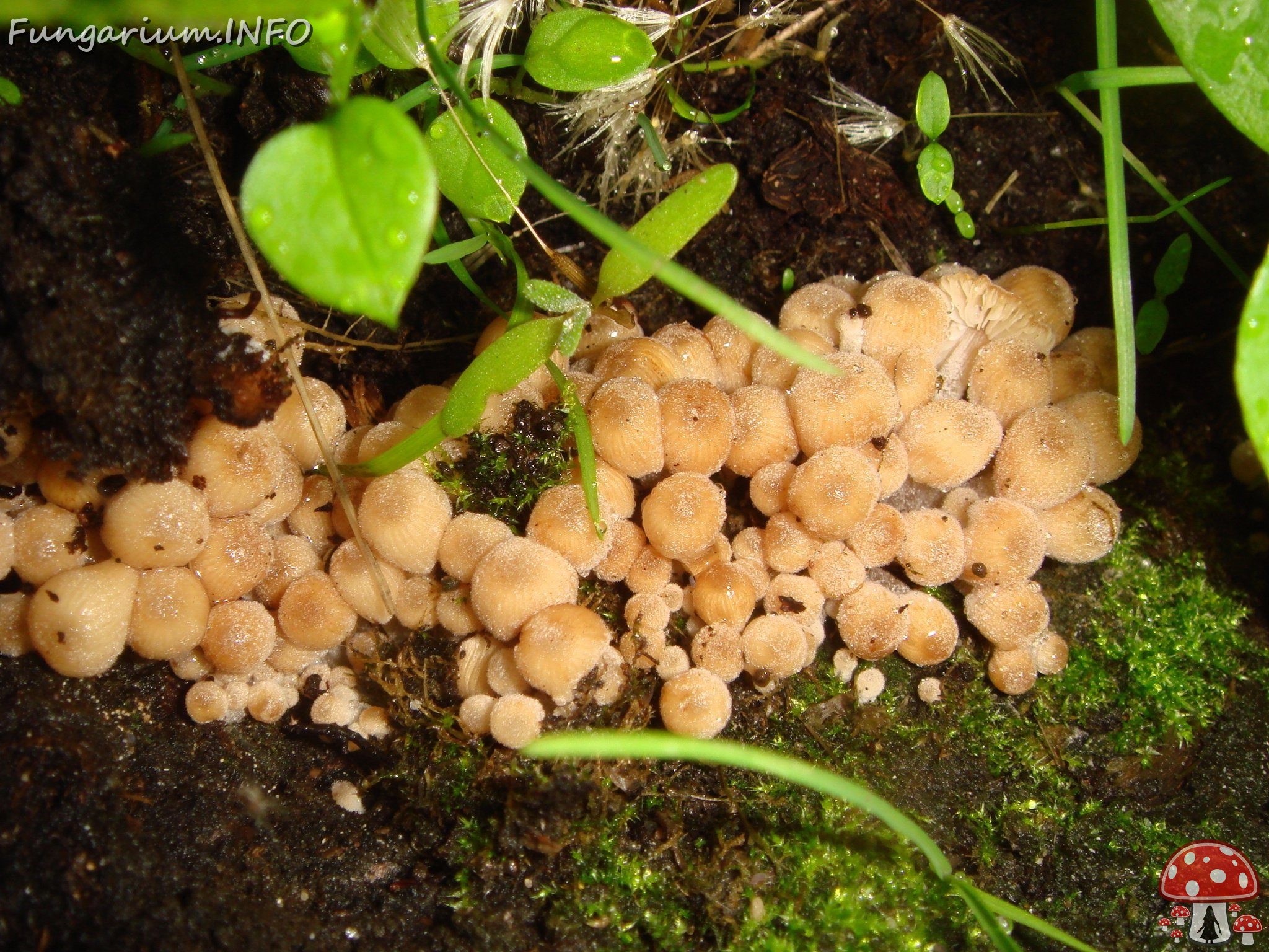 fungi-0003147 