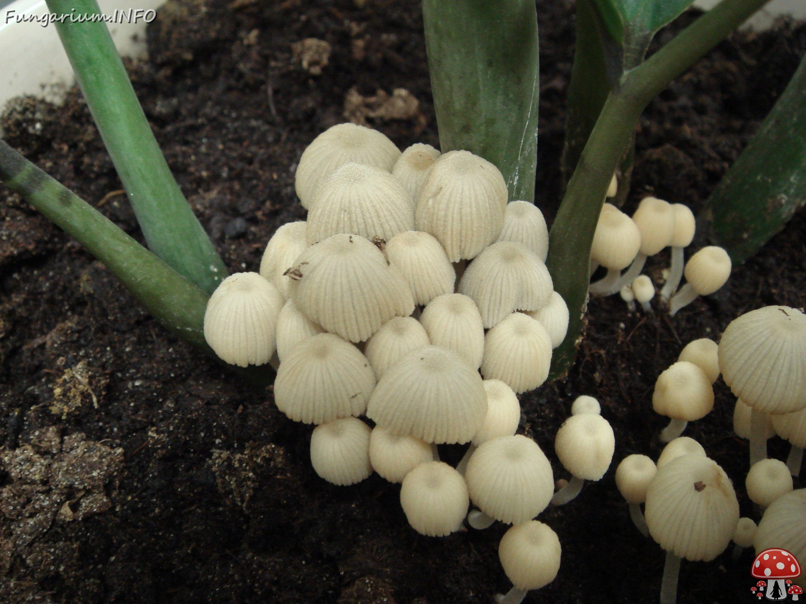 fungi-0003796 