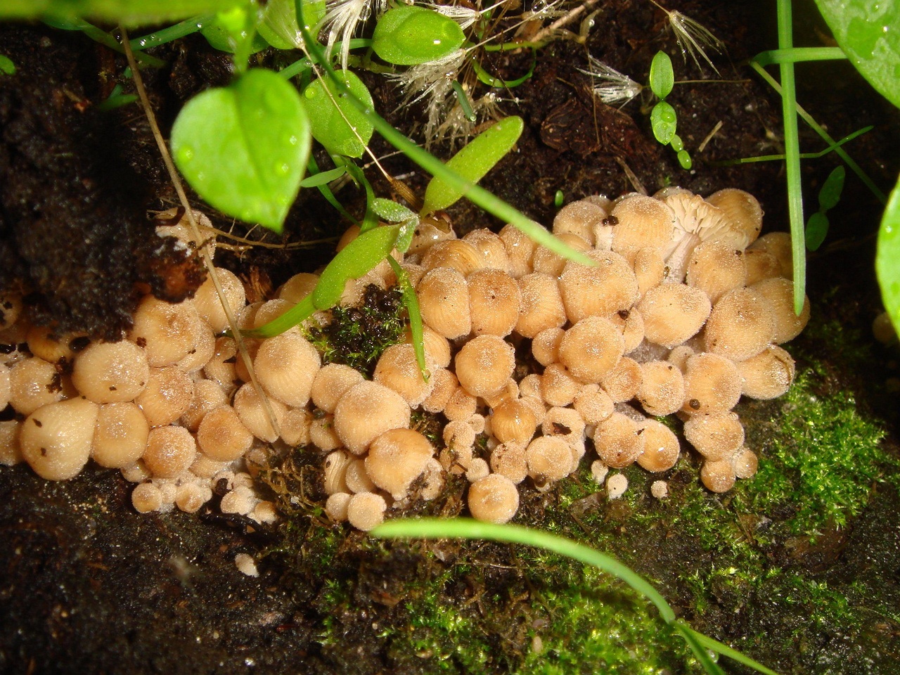 fungi-0003147