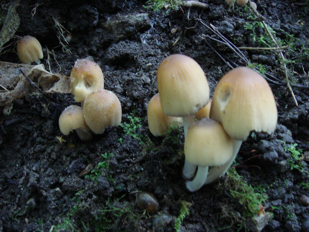 fungi-0003220