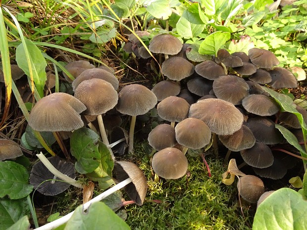 Coprinellus micaceus - Навозник мерцающий - Mica Cap - Glimmertintling