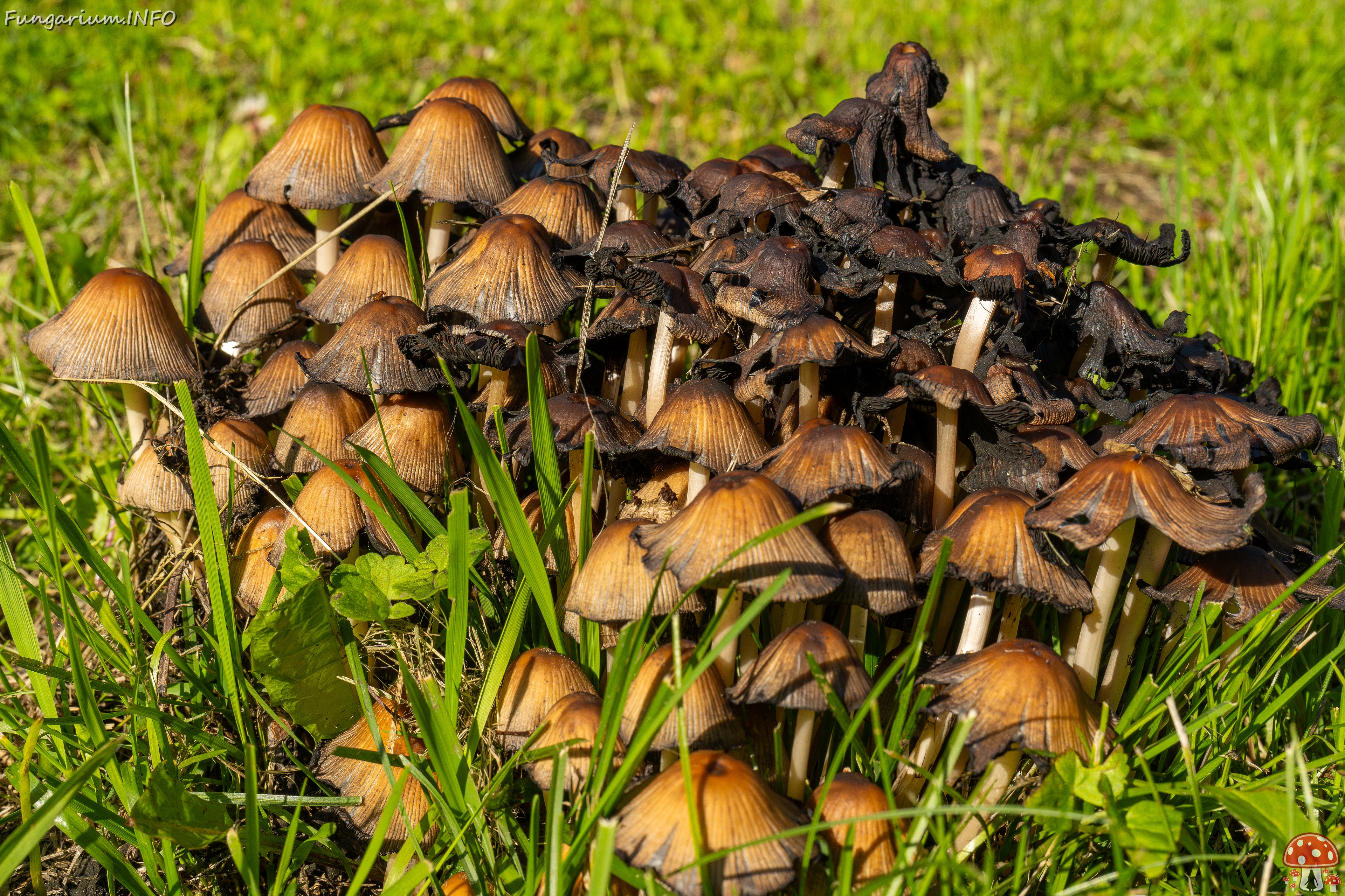 !Coprinellus micaceus _2025-06-21_1-25 