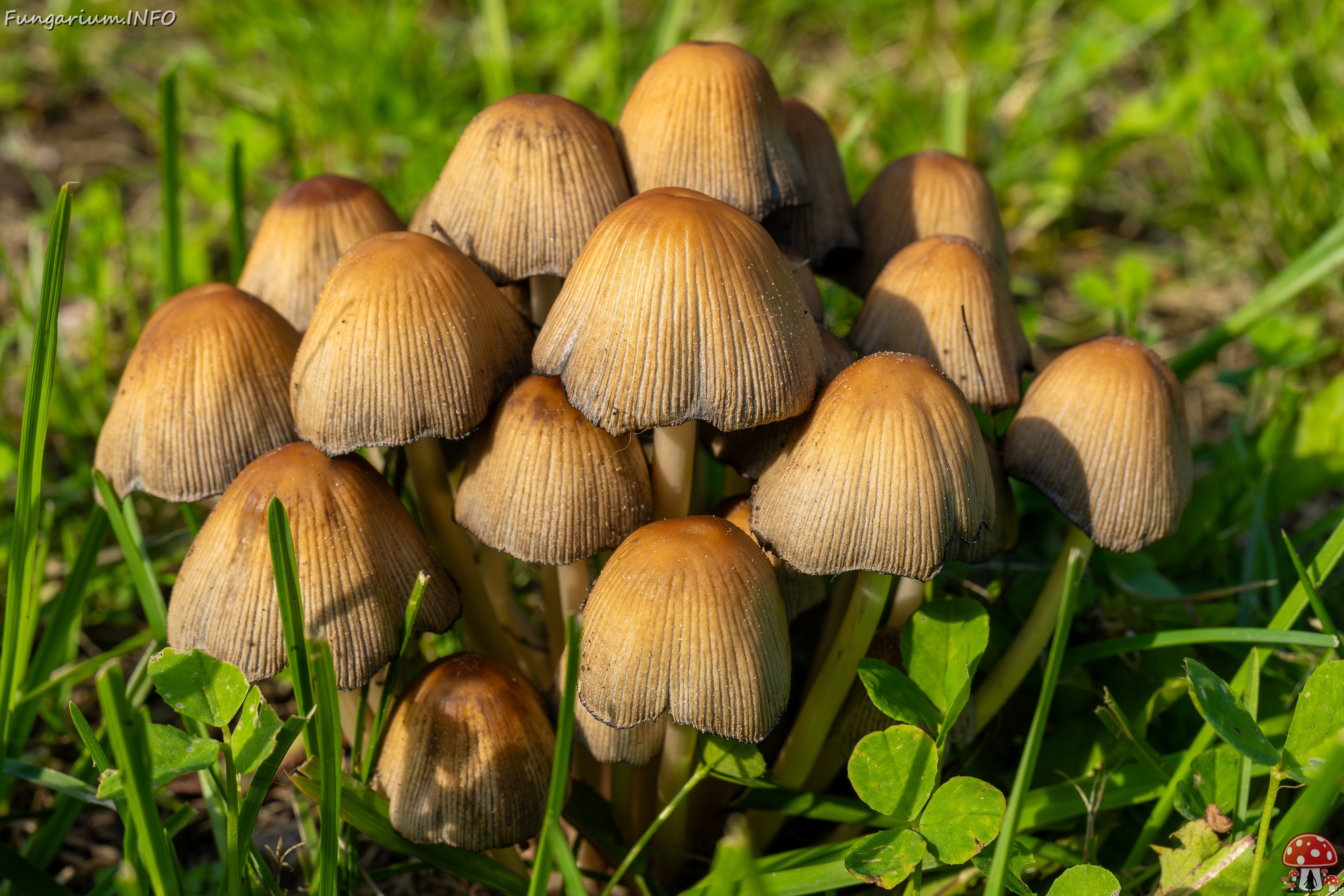 Coprinellus micaceus _2025-06-21_1-1 