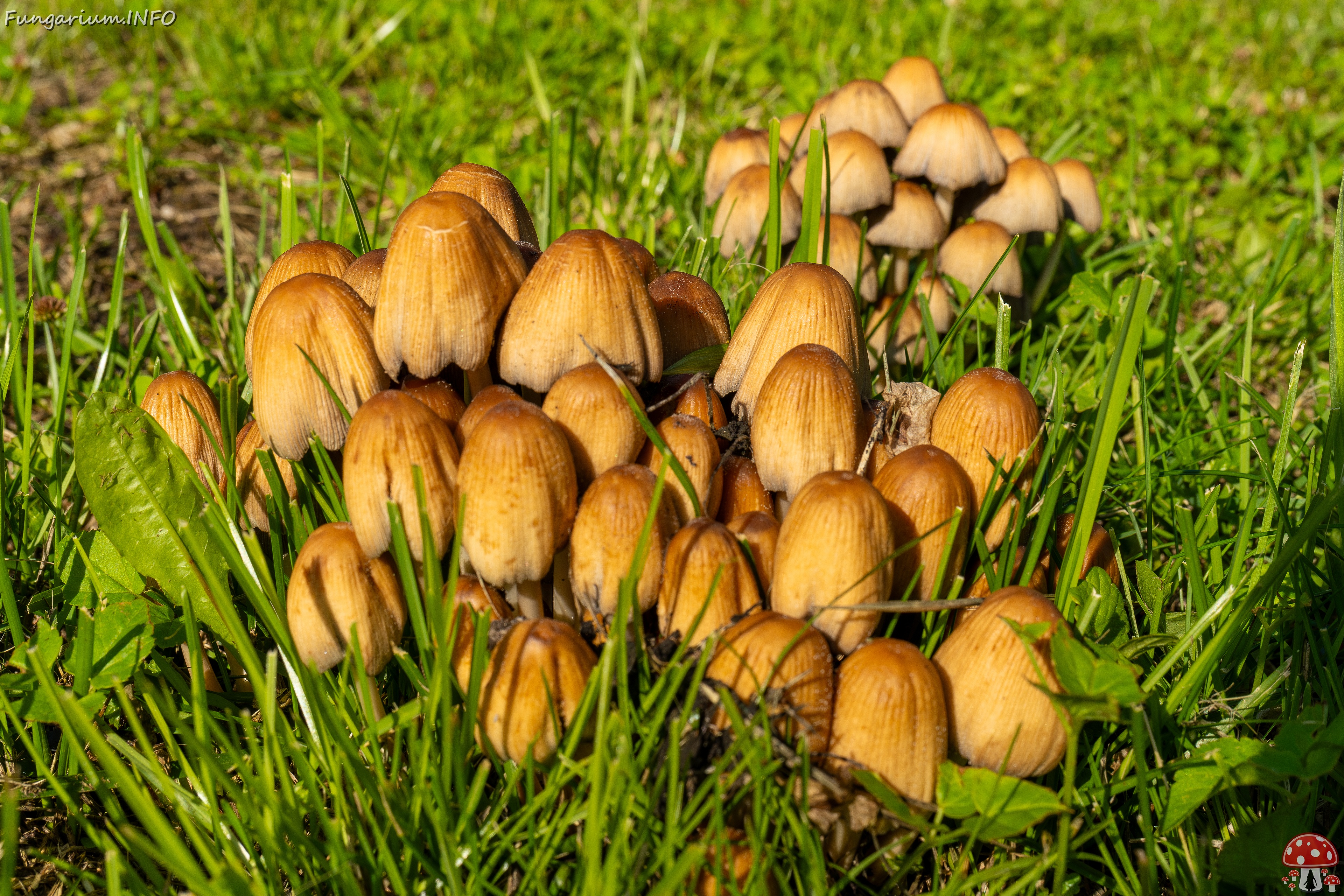 Coprinellus micaceus _2025-06-21_1-10 