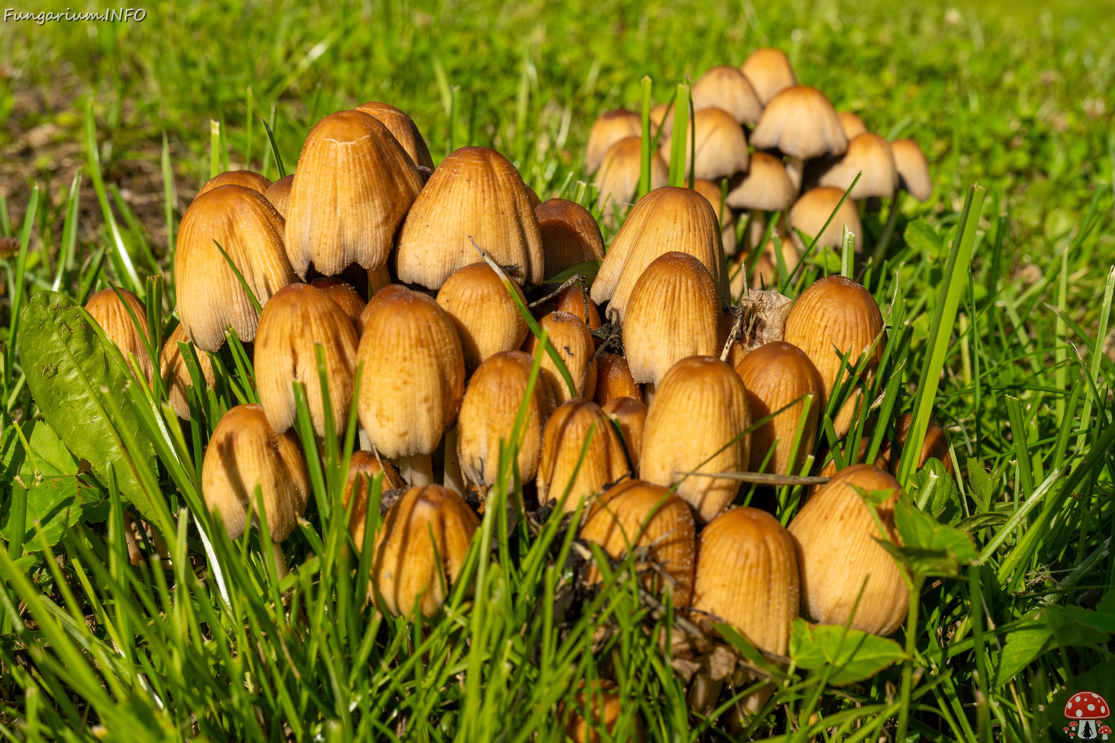 Coprinellus micaceus _2025-06-21_1-11 