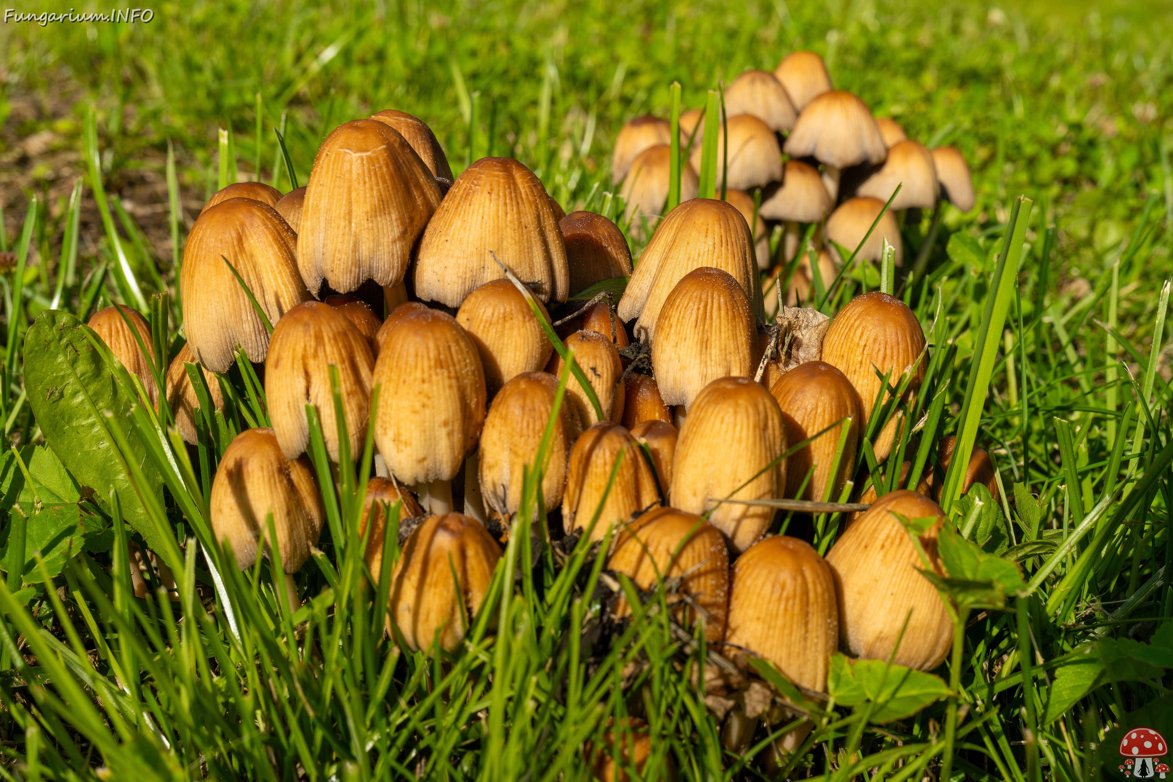 Coprinellus micaceus _2025-06-21_1-12 