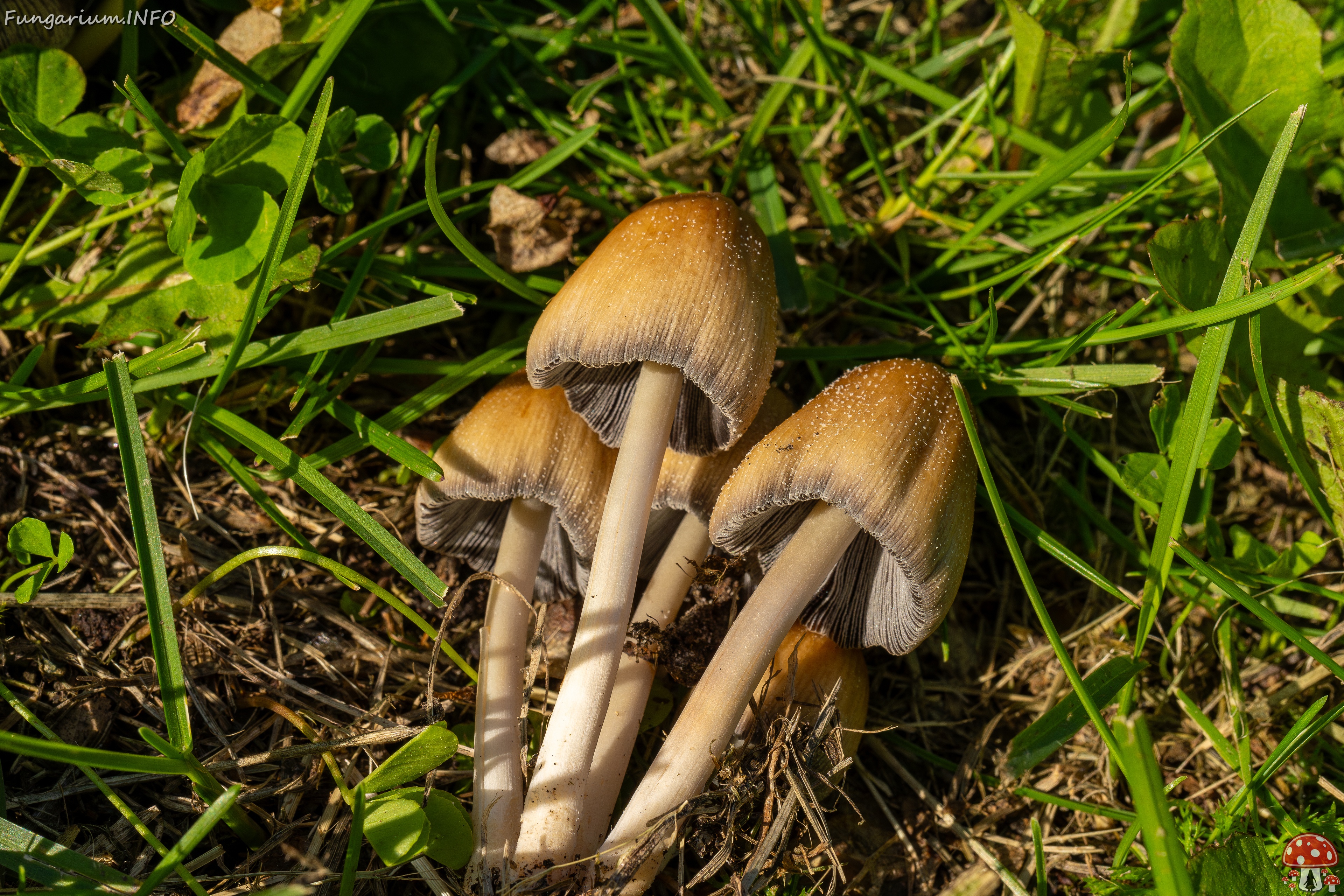 Coprinellus micaceus _2025-06-21_1-13 