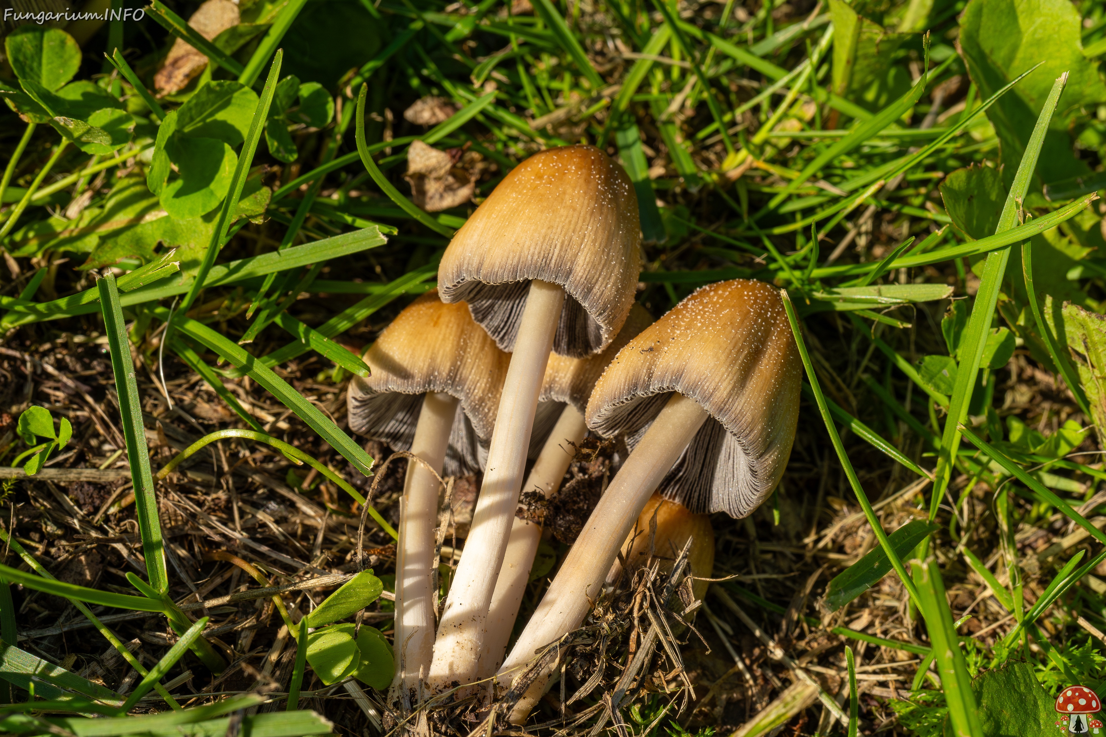 Coprinellus micaceus _2025-06-21_1-14 