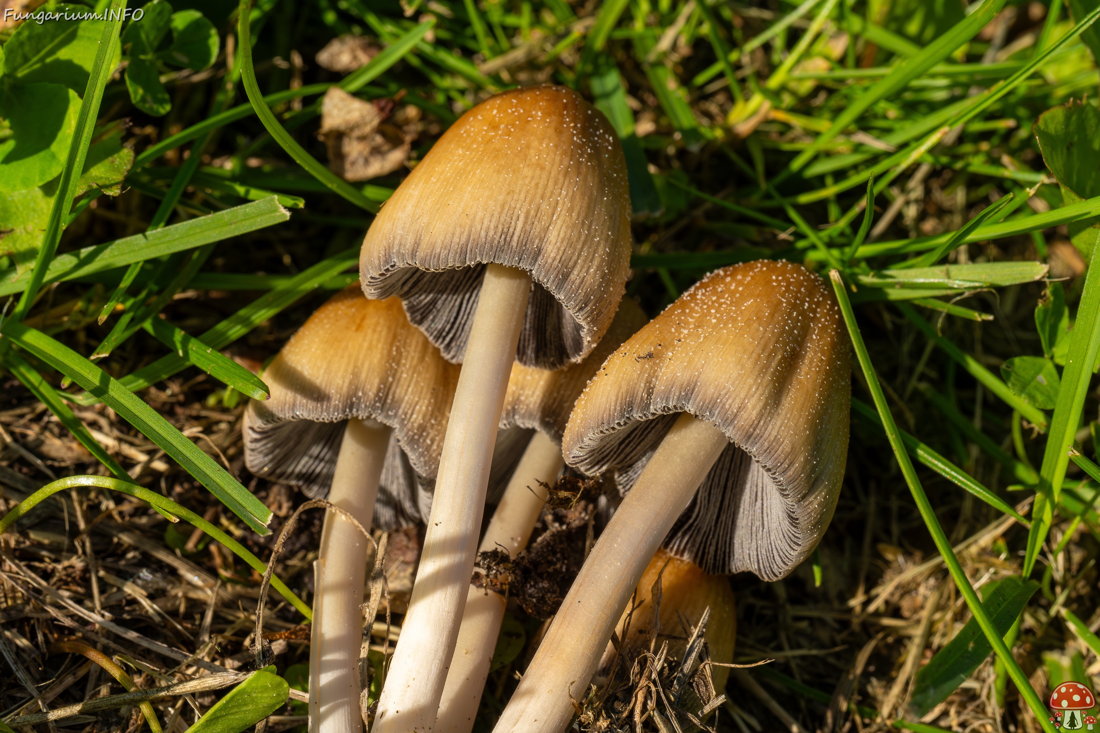 Coprinellus micaceus _2025-06-21_1-15 