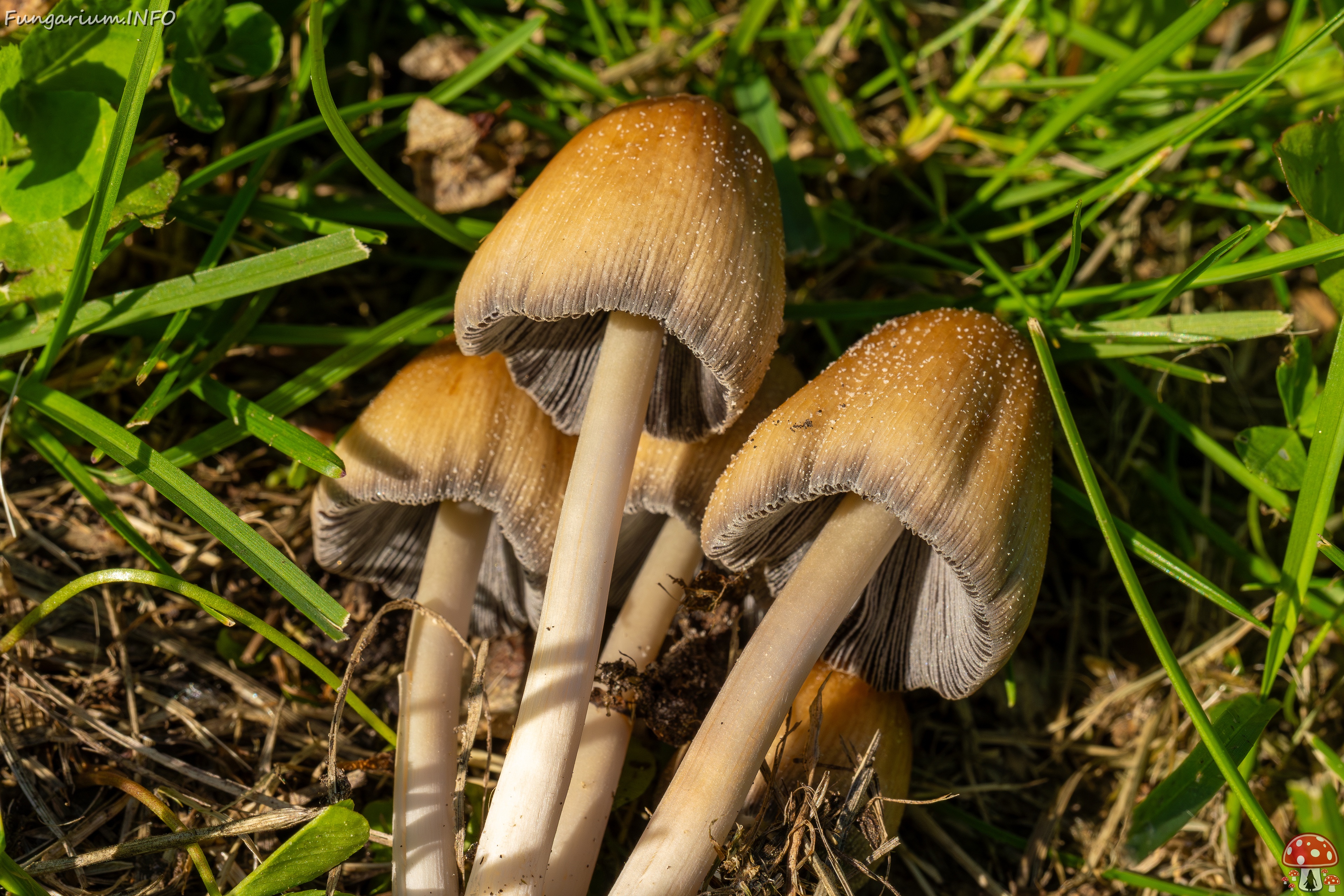 Coprinellus micaceus _2025-06-21_1-16 