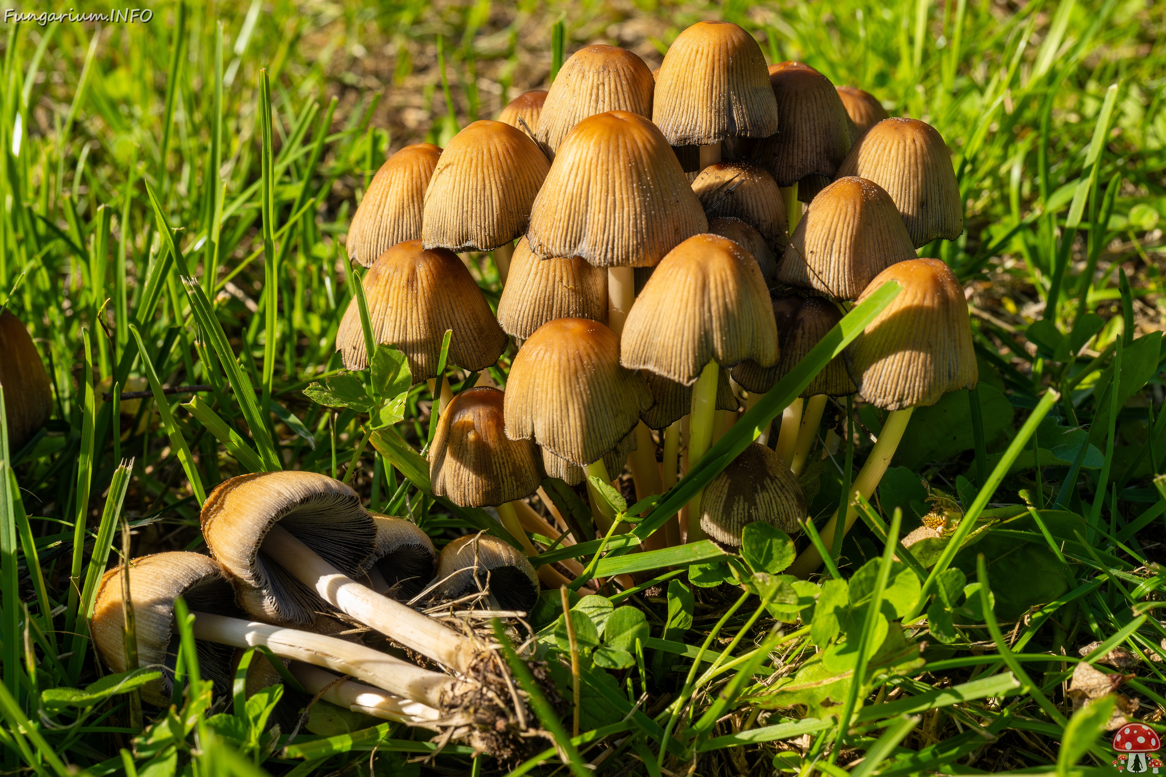 Coprinellus micaceus _2025-06-21_1-17 