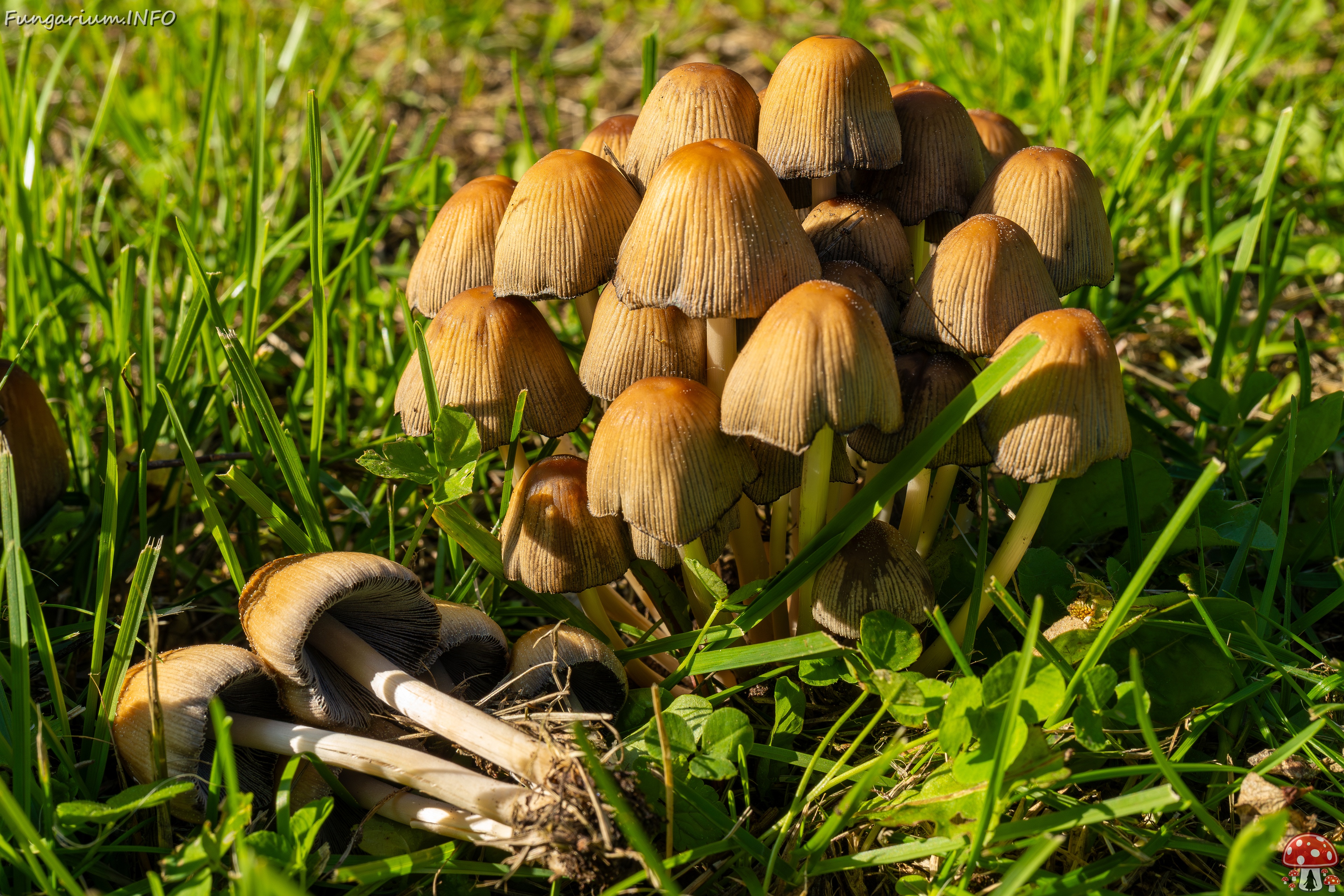 Coprinellus micaceus _2025-06-21_1-18 