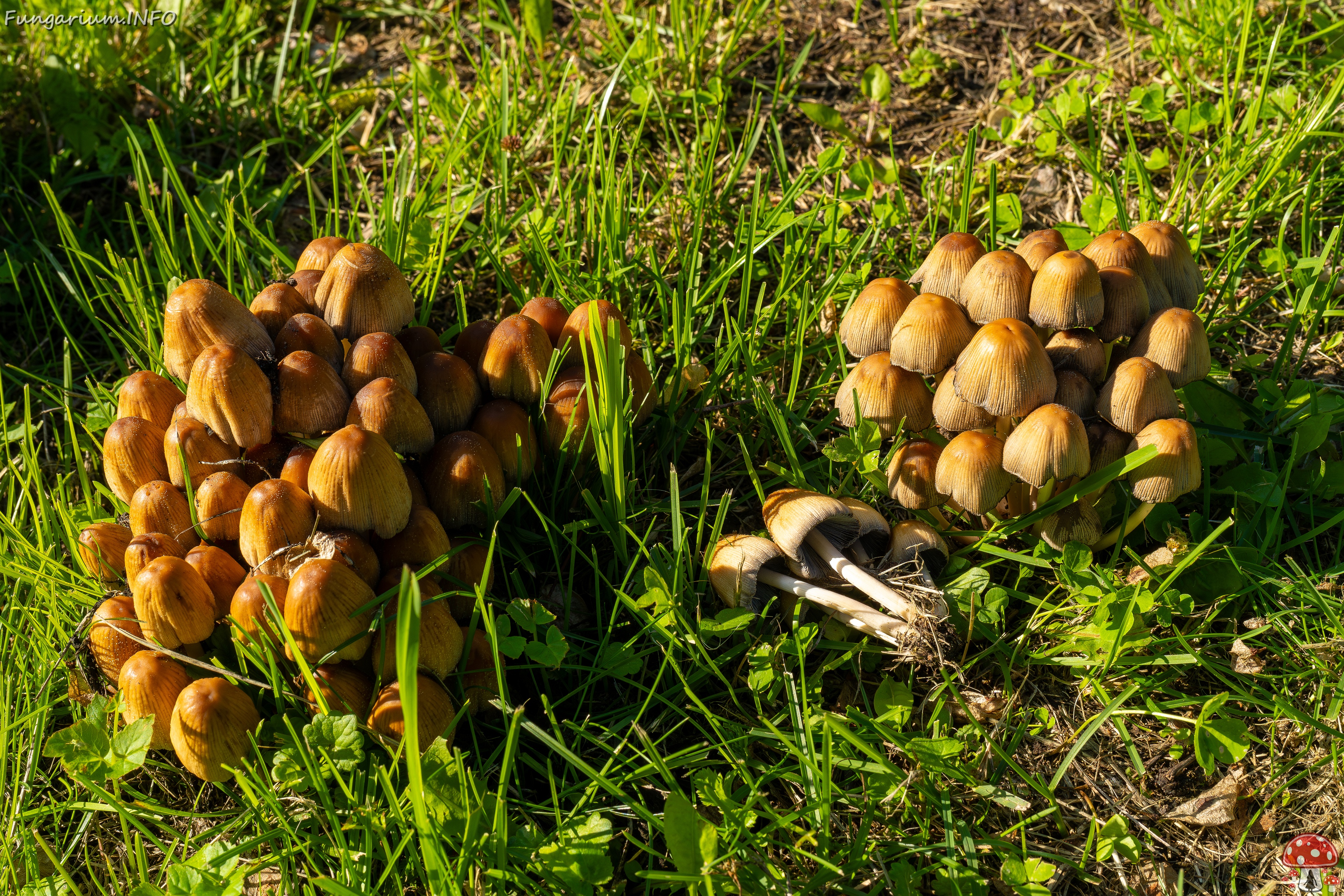 Coprinellus micaceus _2025-06-21_1-19 