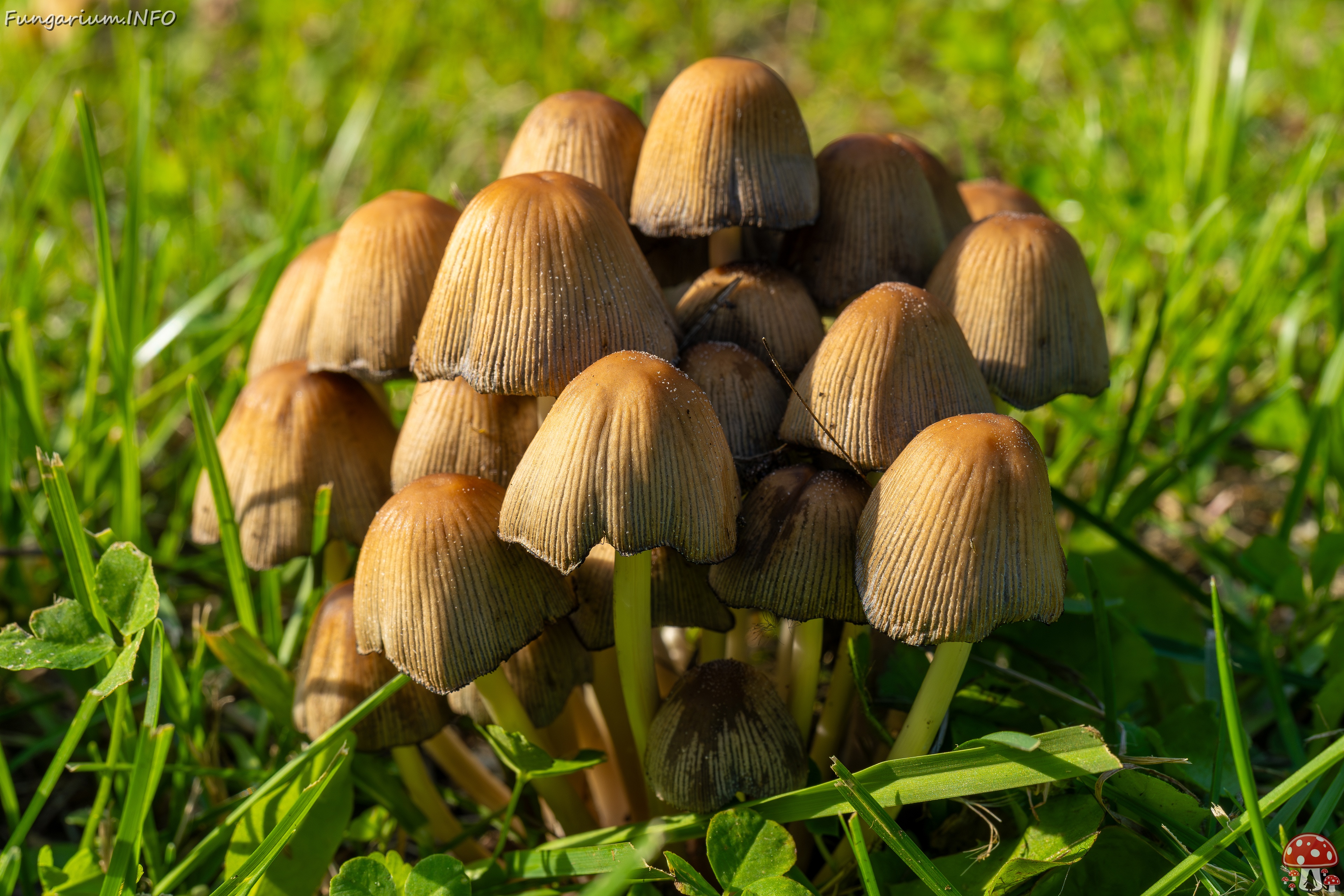 Coprinellus micaceus _2025-06-21_1-2 