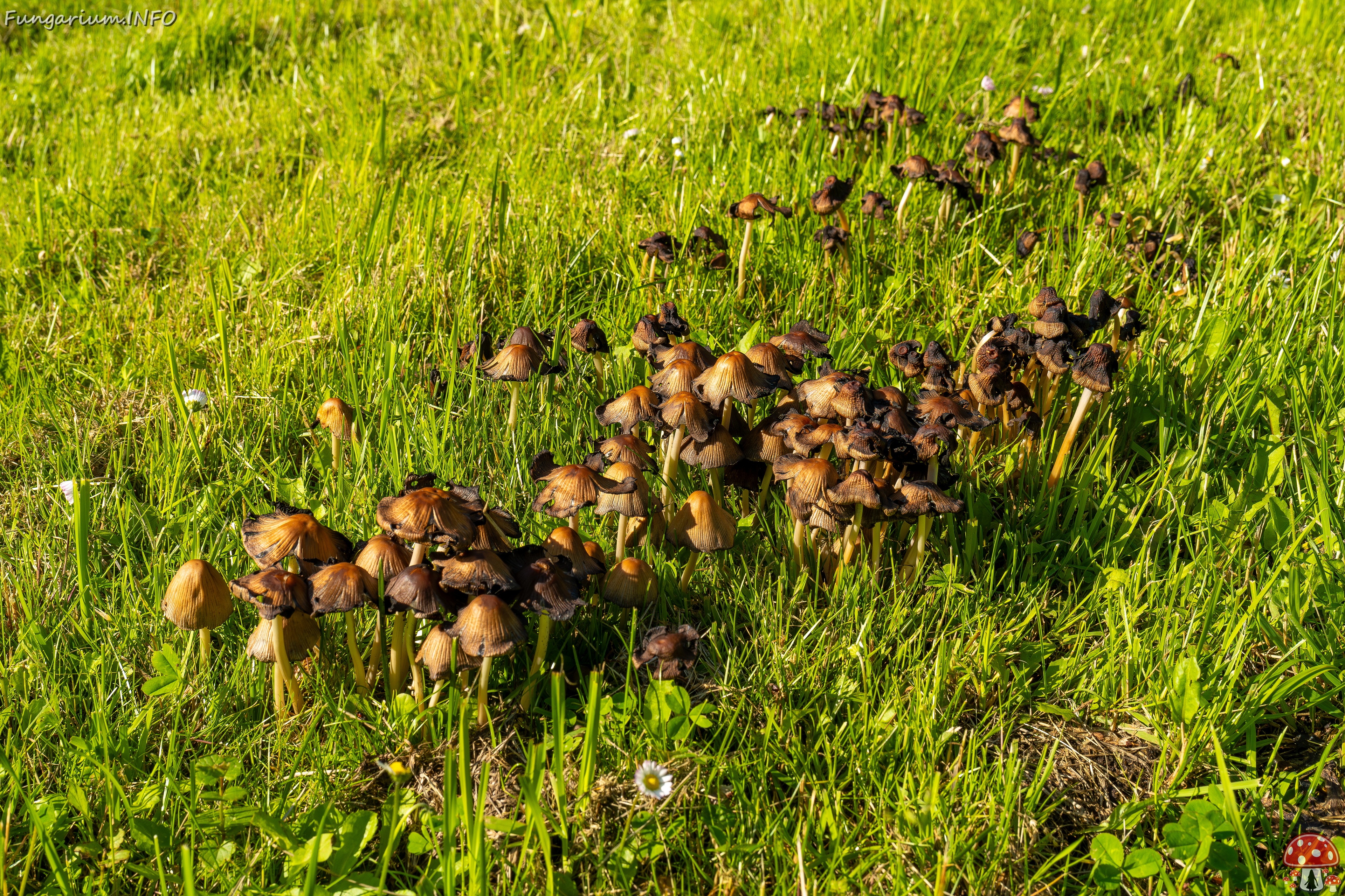 Coprinellus micaceus _2025-06-21_1-21 