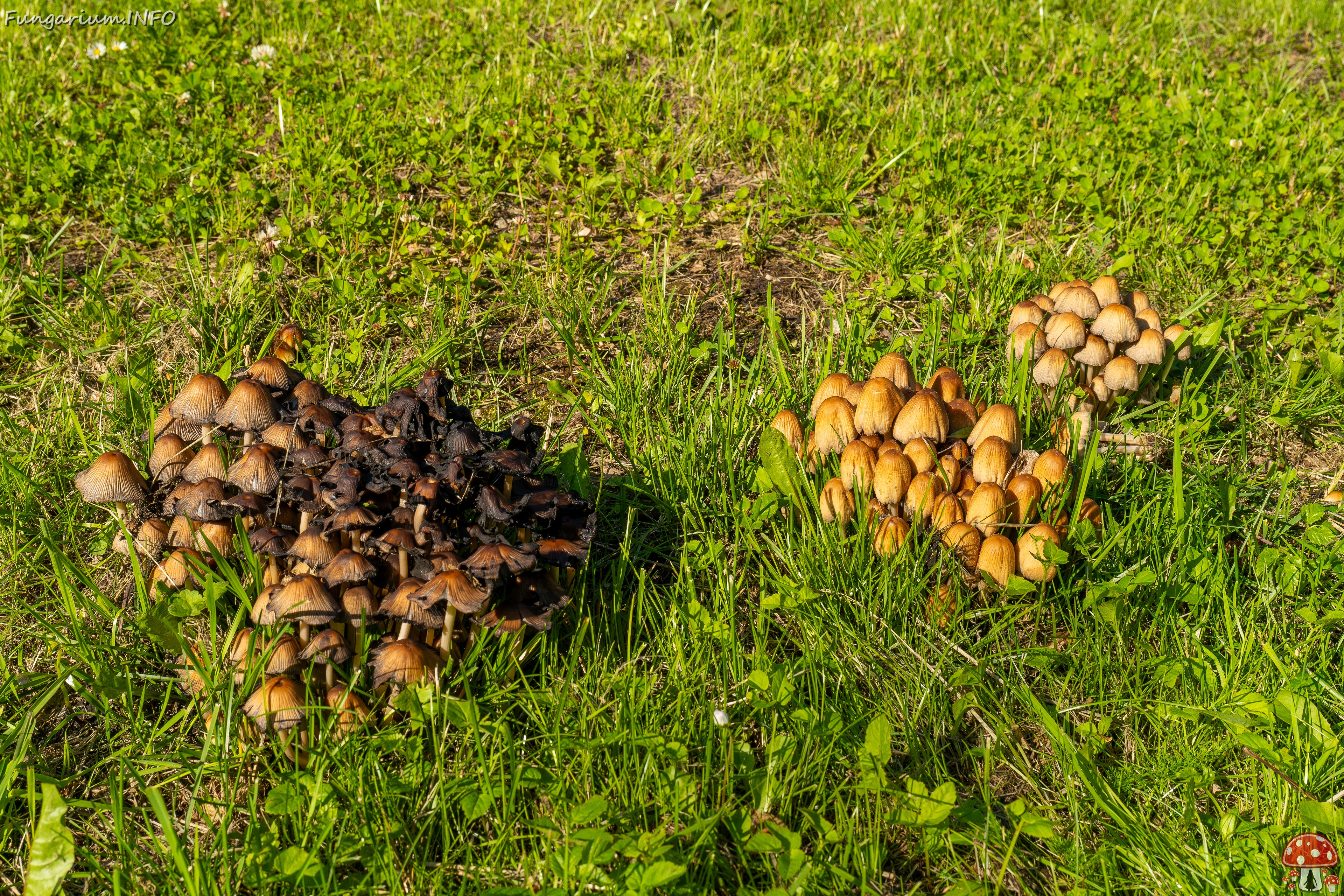 Coprinellus micaceus _2025-06-21_1-22 