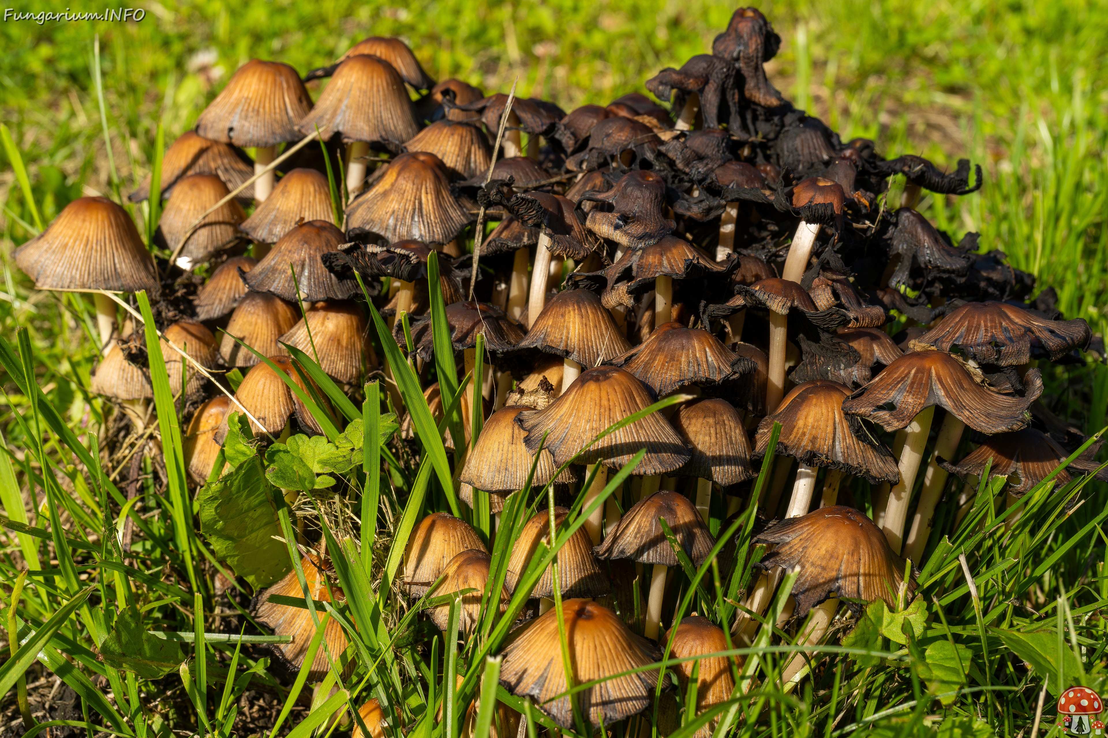 Coprinellus micaceus _2025-06-21_1-23 