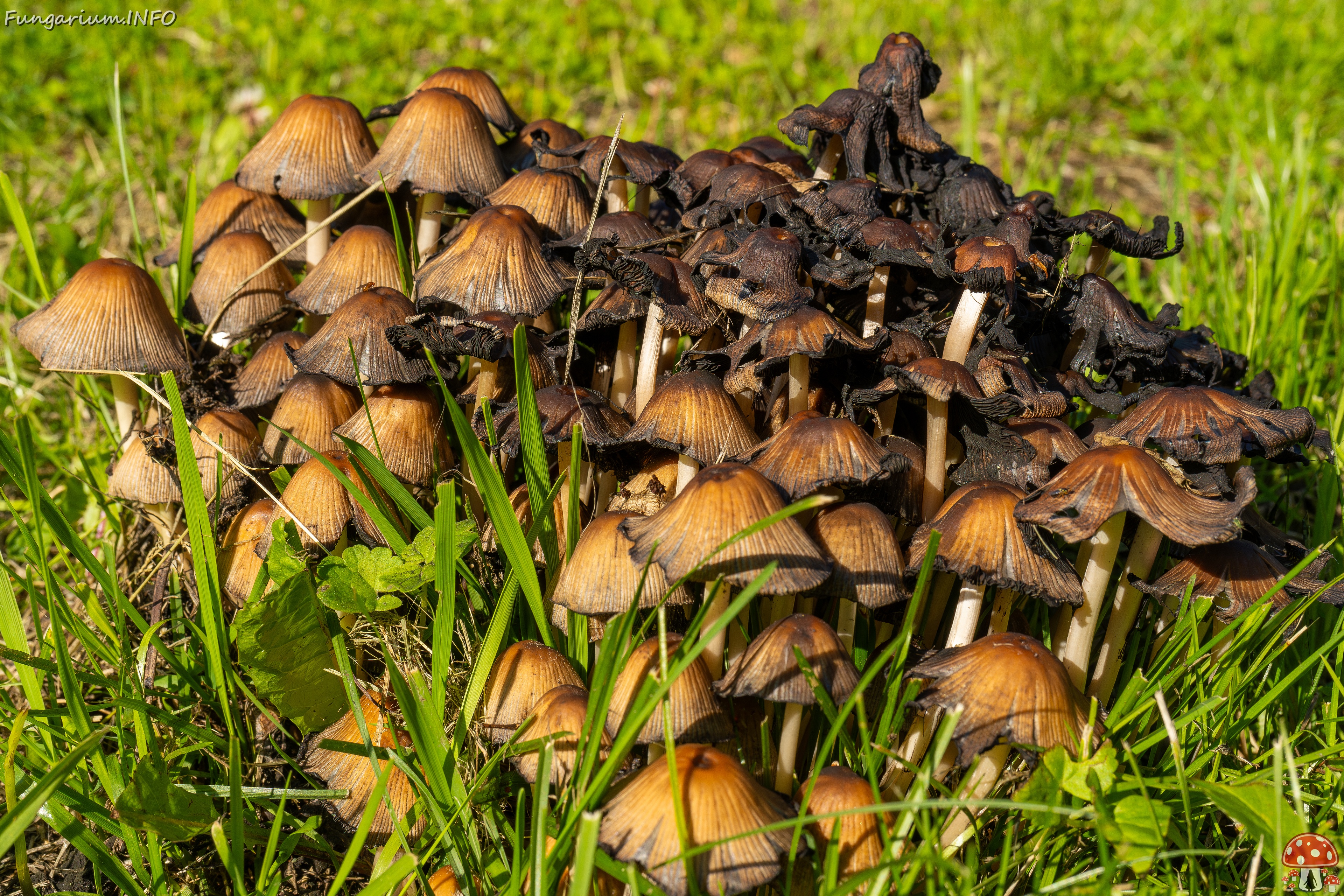Coprinellus micaceus _2025-06-21_1-24 