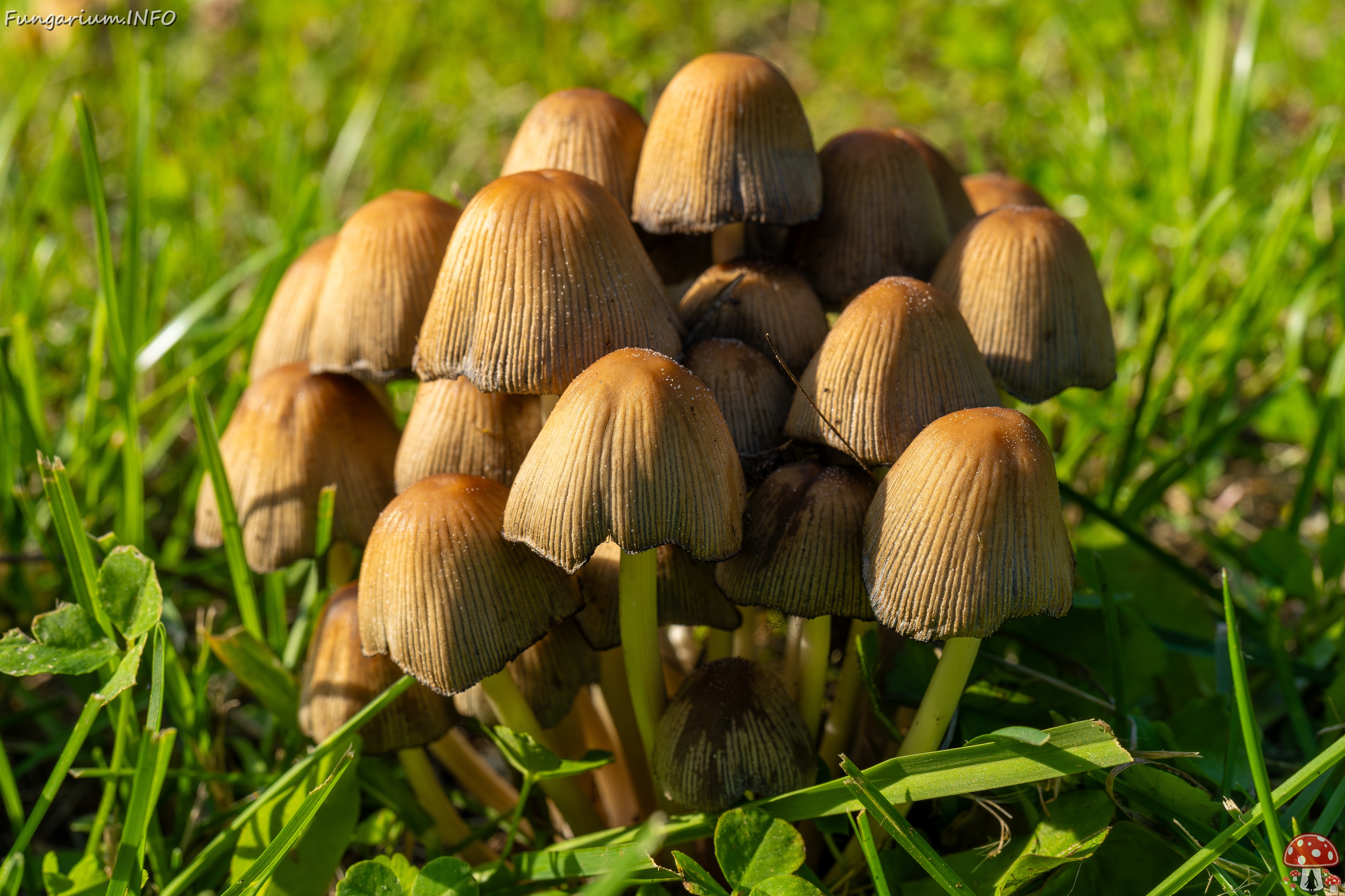 Coprinellus micaceus _2025-06-21_1-3 