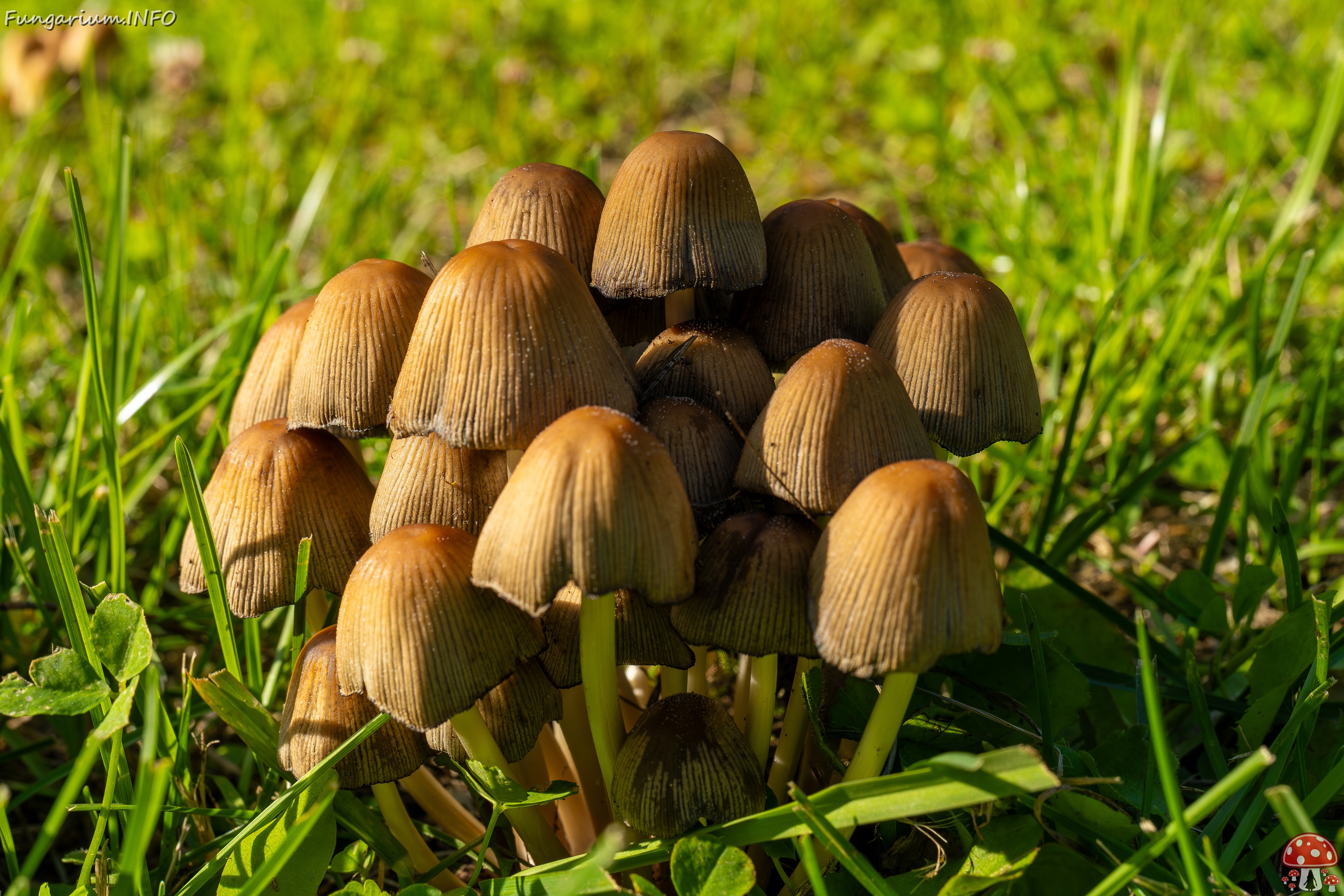 Coprinellus micaceus _2025-06-21_1-4 