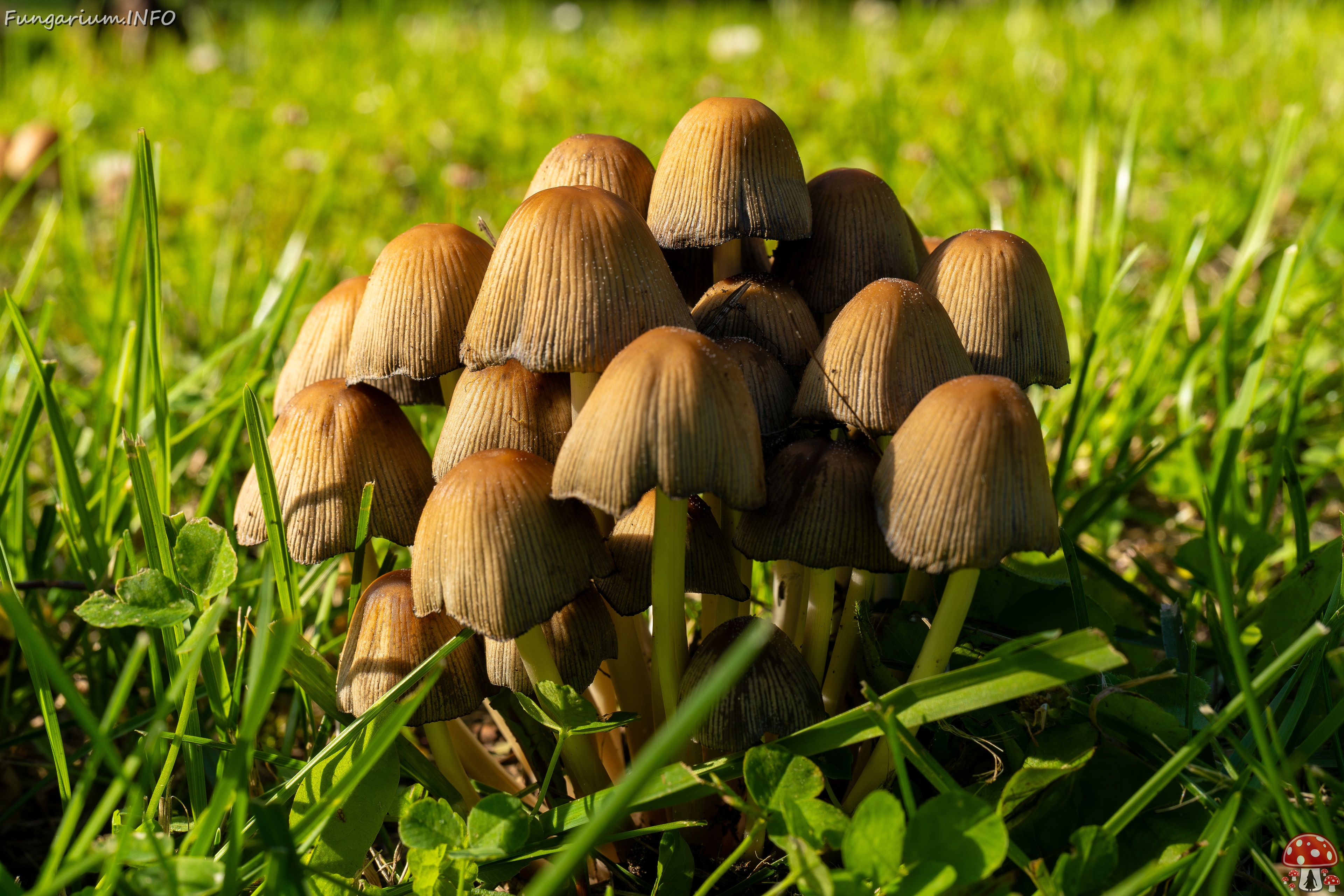 Coprinellus micaceus _2025-06-21_1-5 