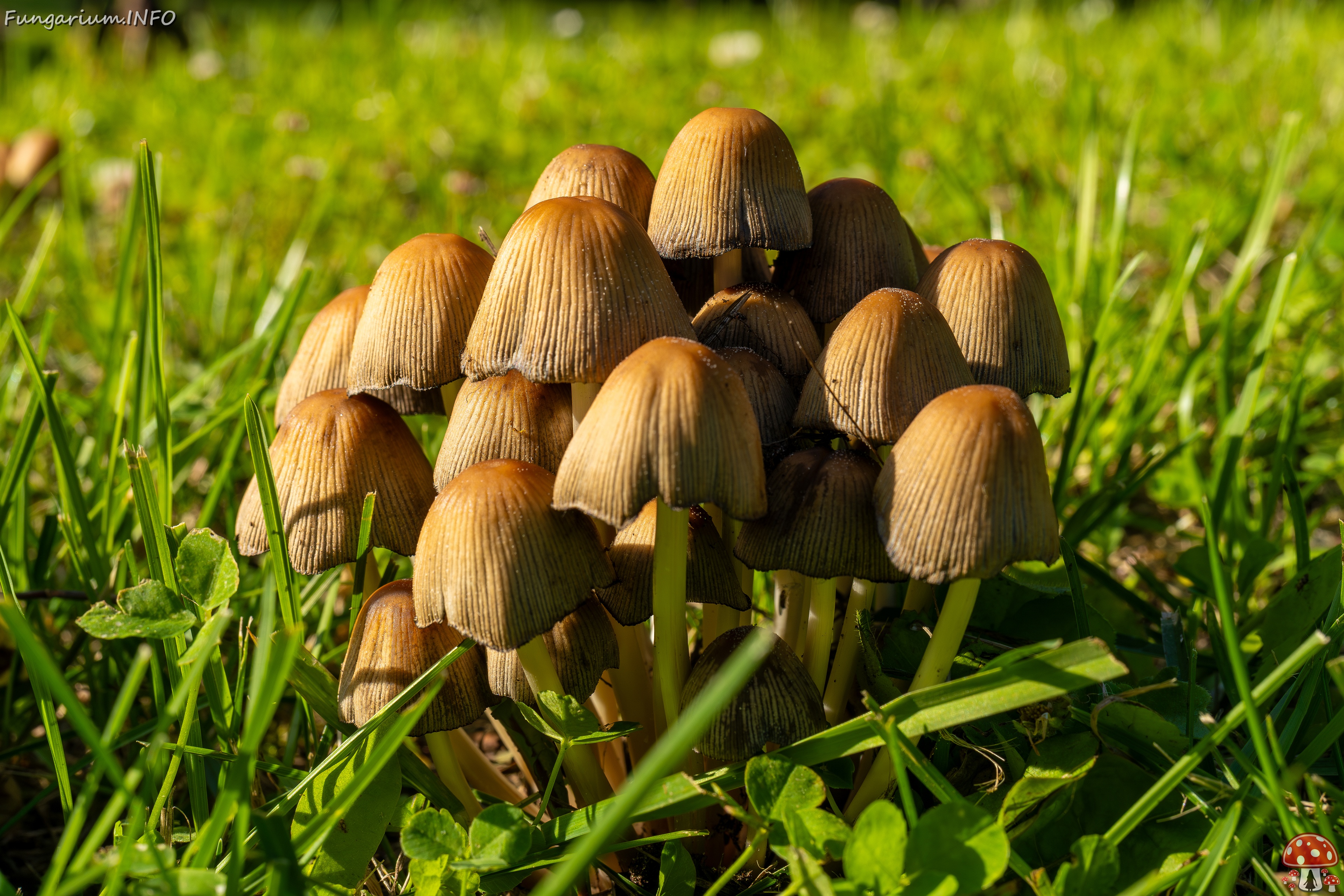 Coprinellus micaceus _2025-06-21_1-6 