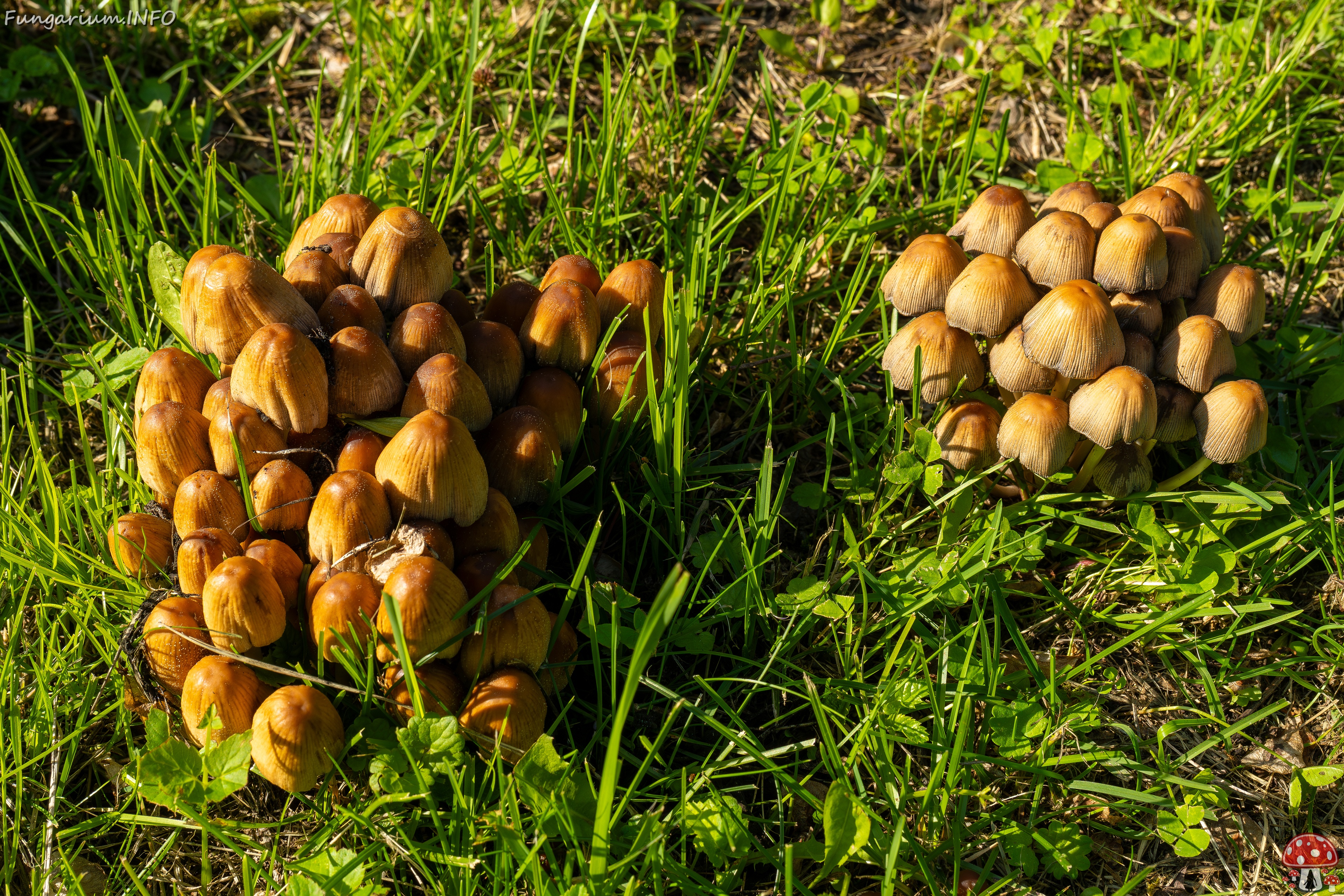 Coprinellus micaceus _2025-06-21_1-7 
