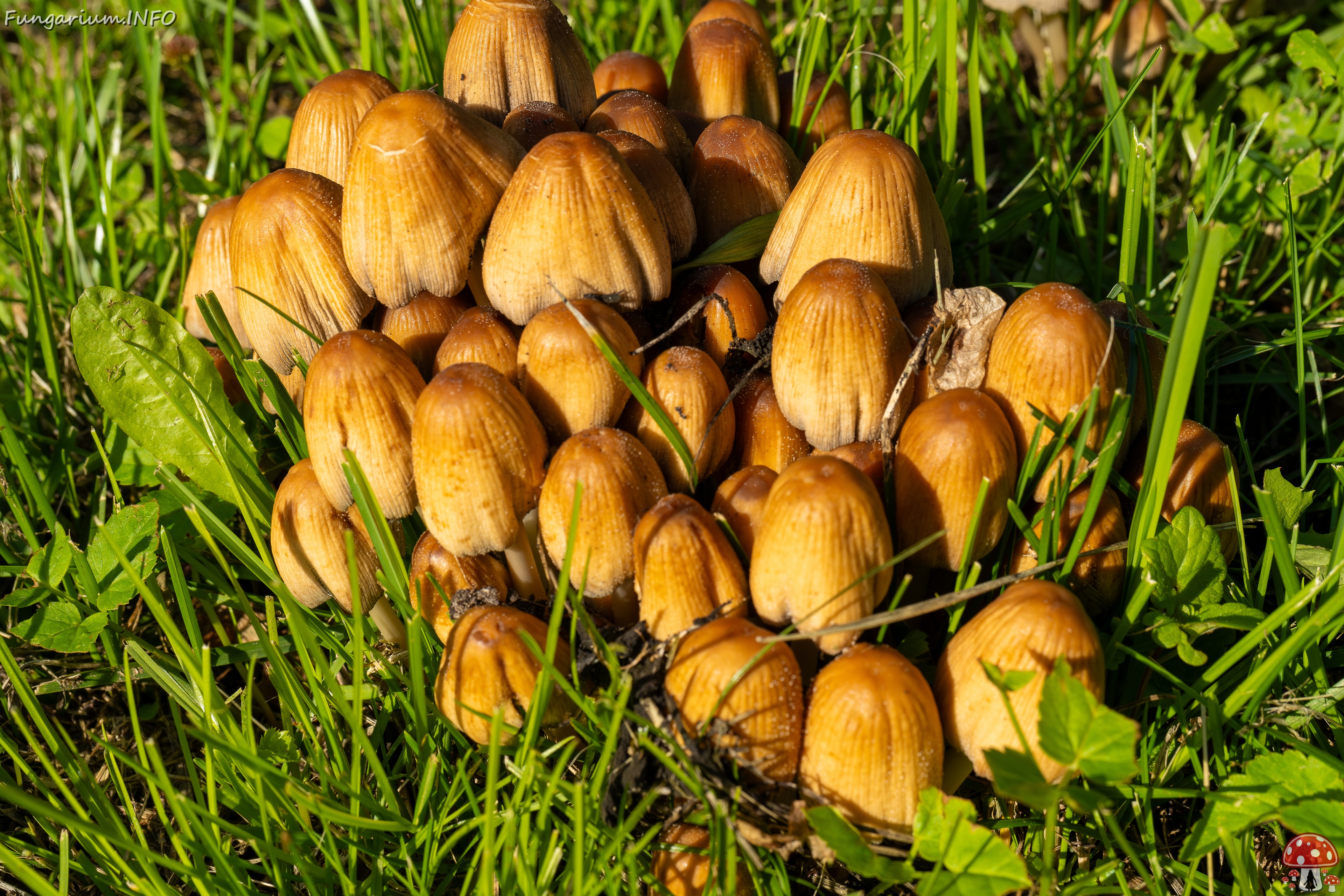 Coprinellus micaceus _2025-06-21_1-8 