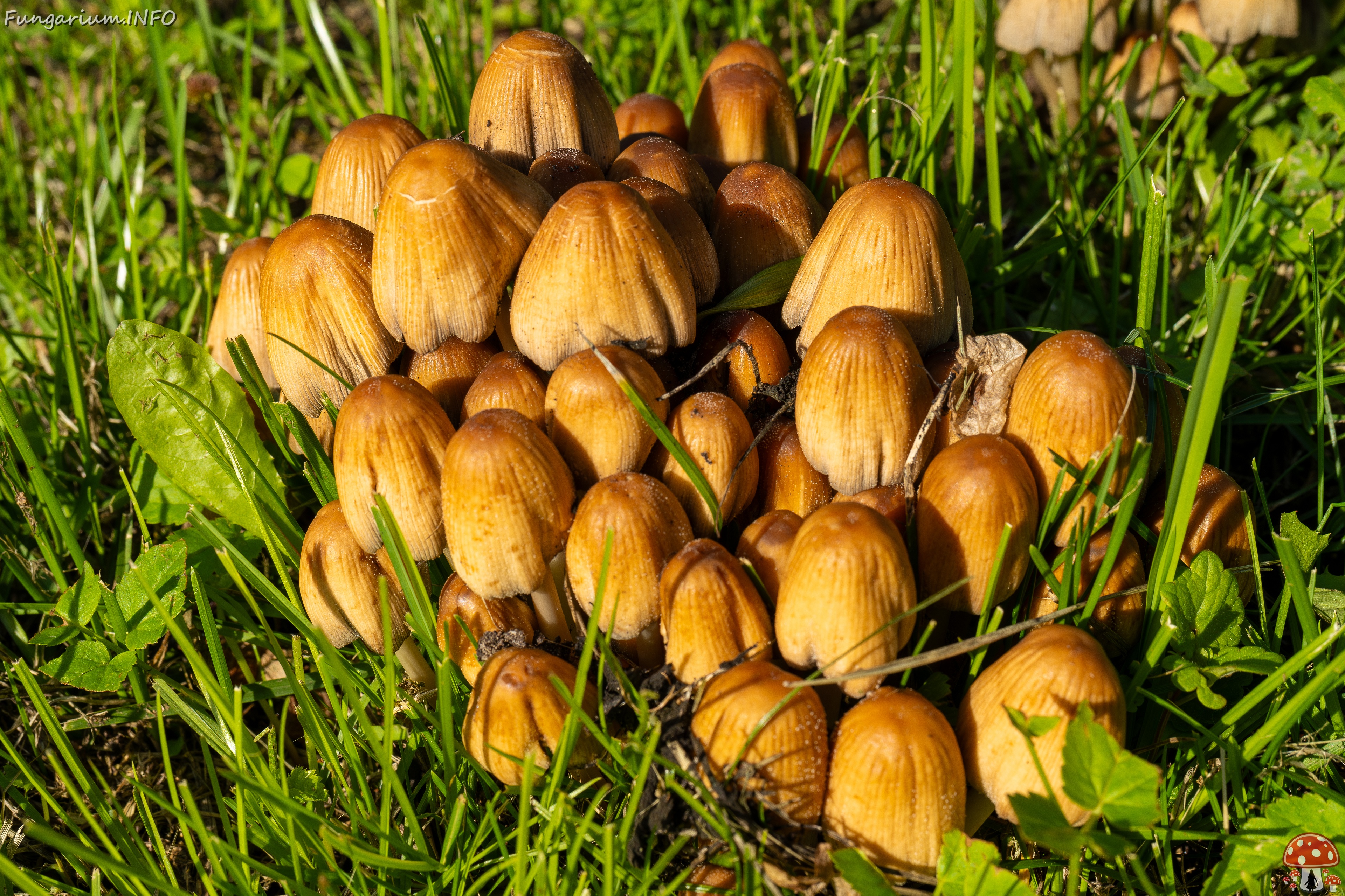 Coprinellus micaceus _2025-06-21_1-9 