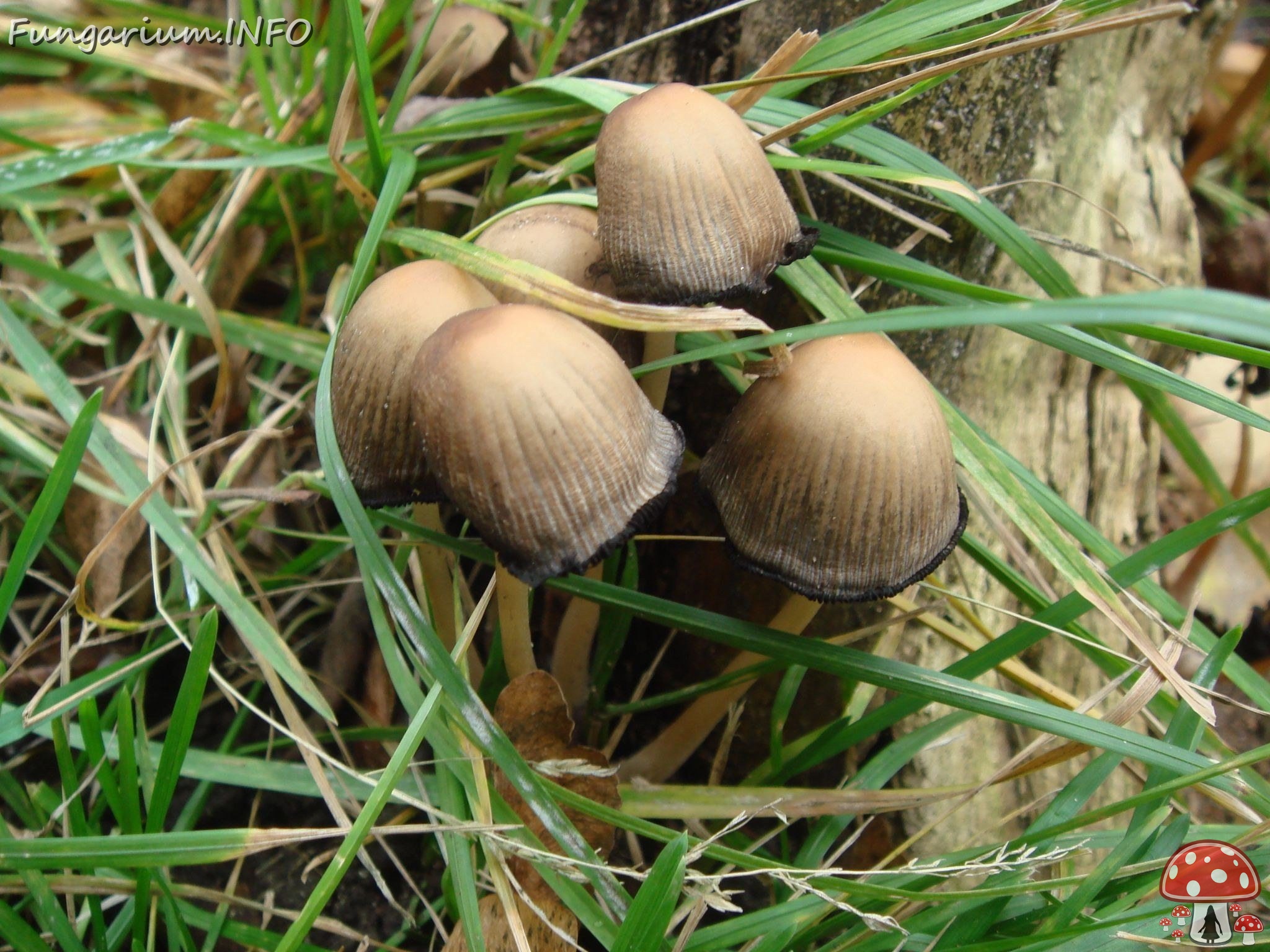 fungi-0002253 