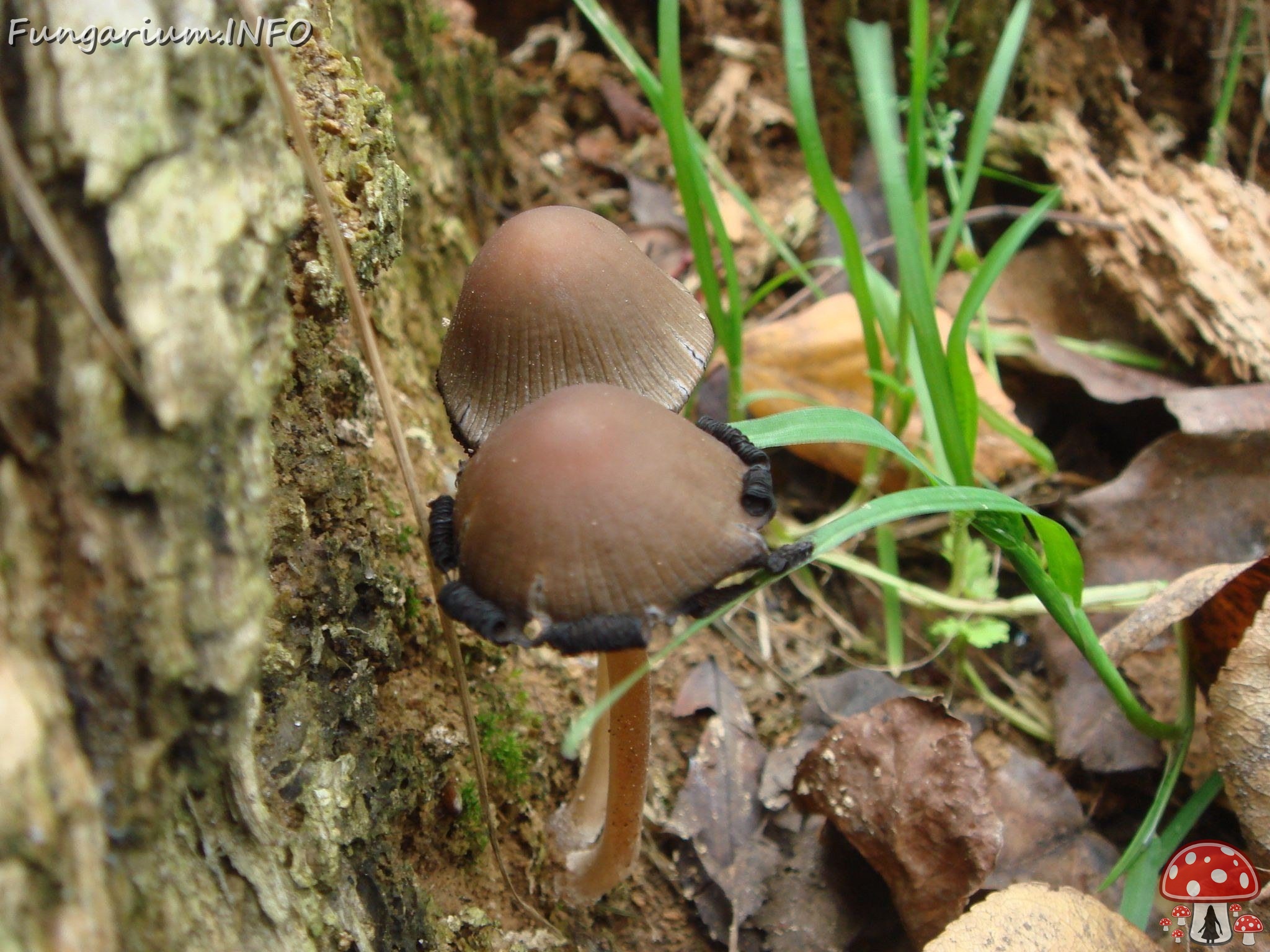 fungi-0002255 