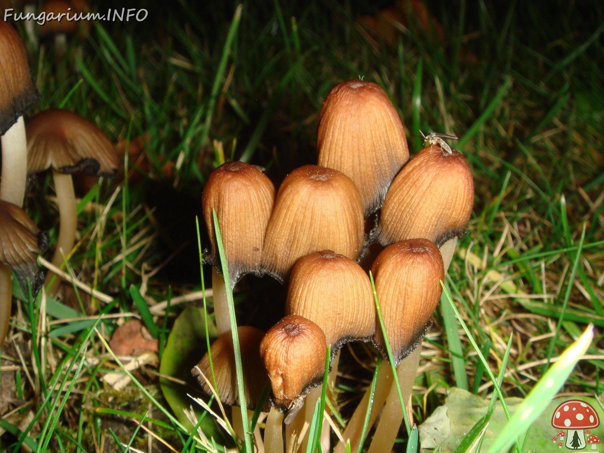 fungi-0002343 