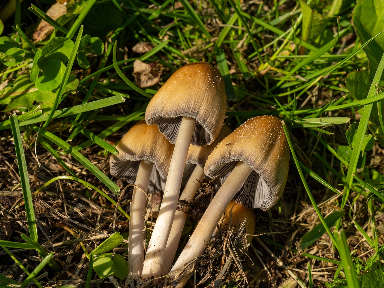 Coprinellus micaceus _2025-06-21_1-13