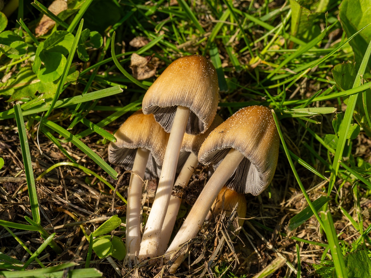 Coprinellus micaceus _2025-06-21_1-14