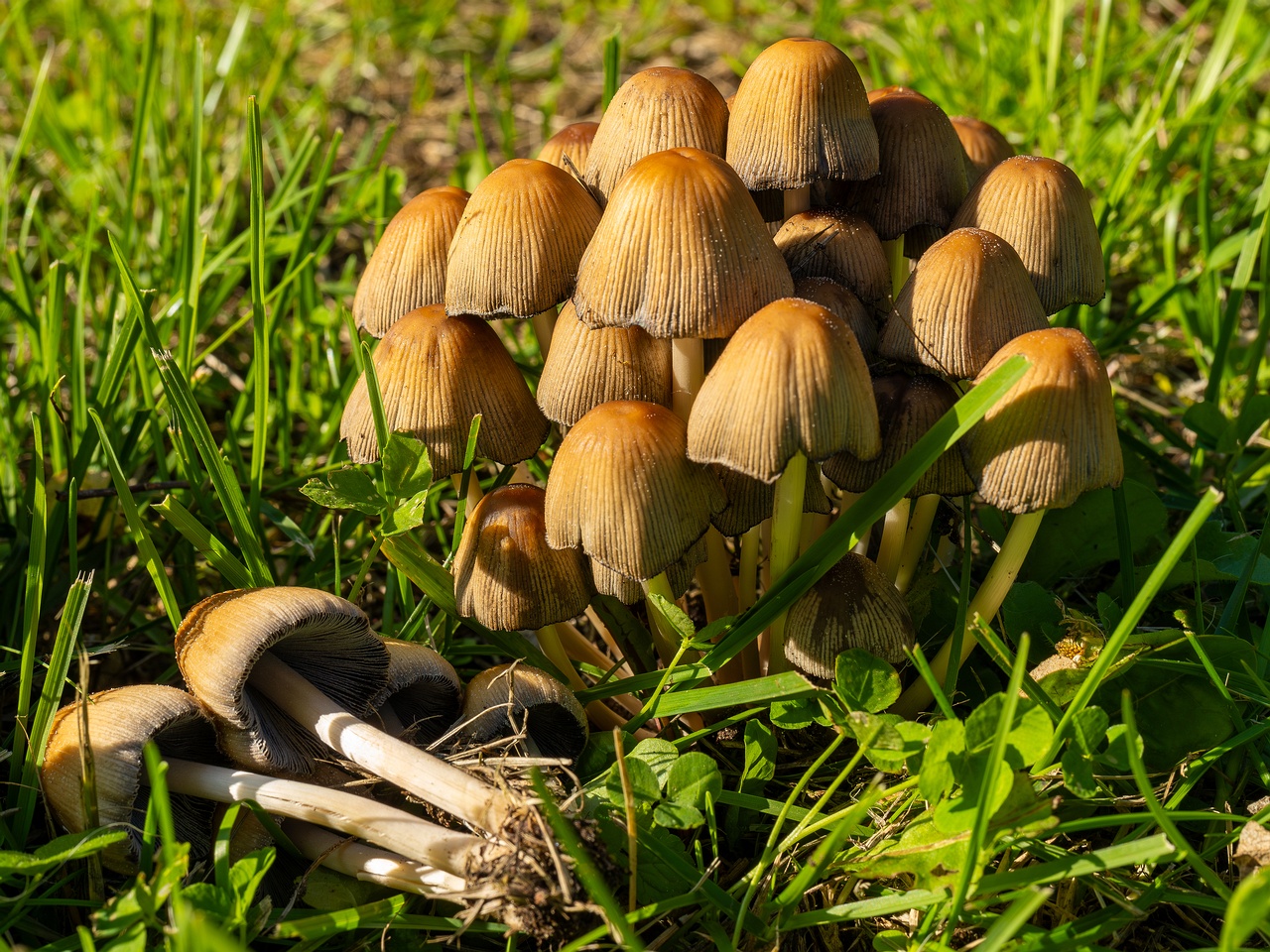 Coprinellus micaceus _2025-06-21_1-18