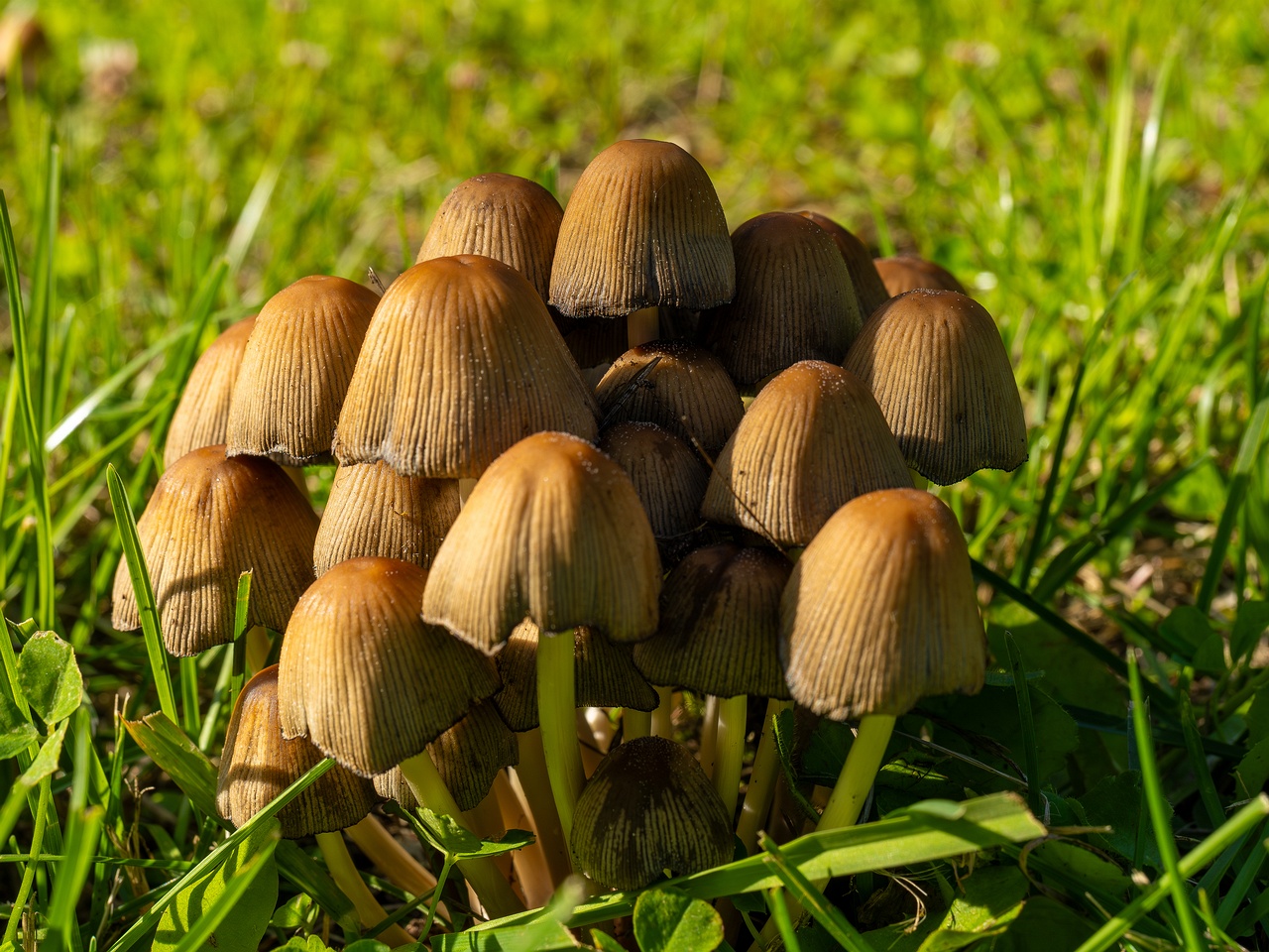 Coprinellus micaceus _2025-06-21_1-4