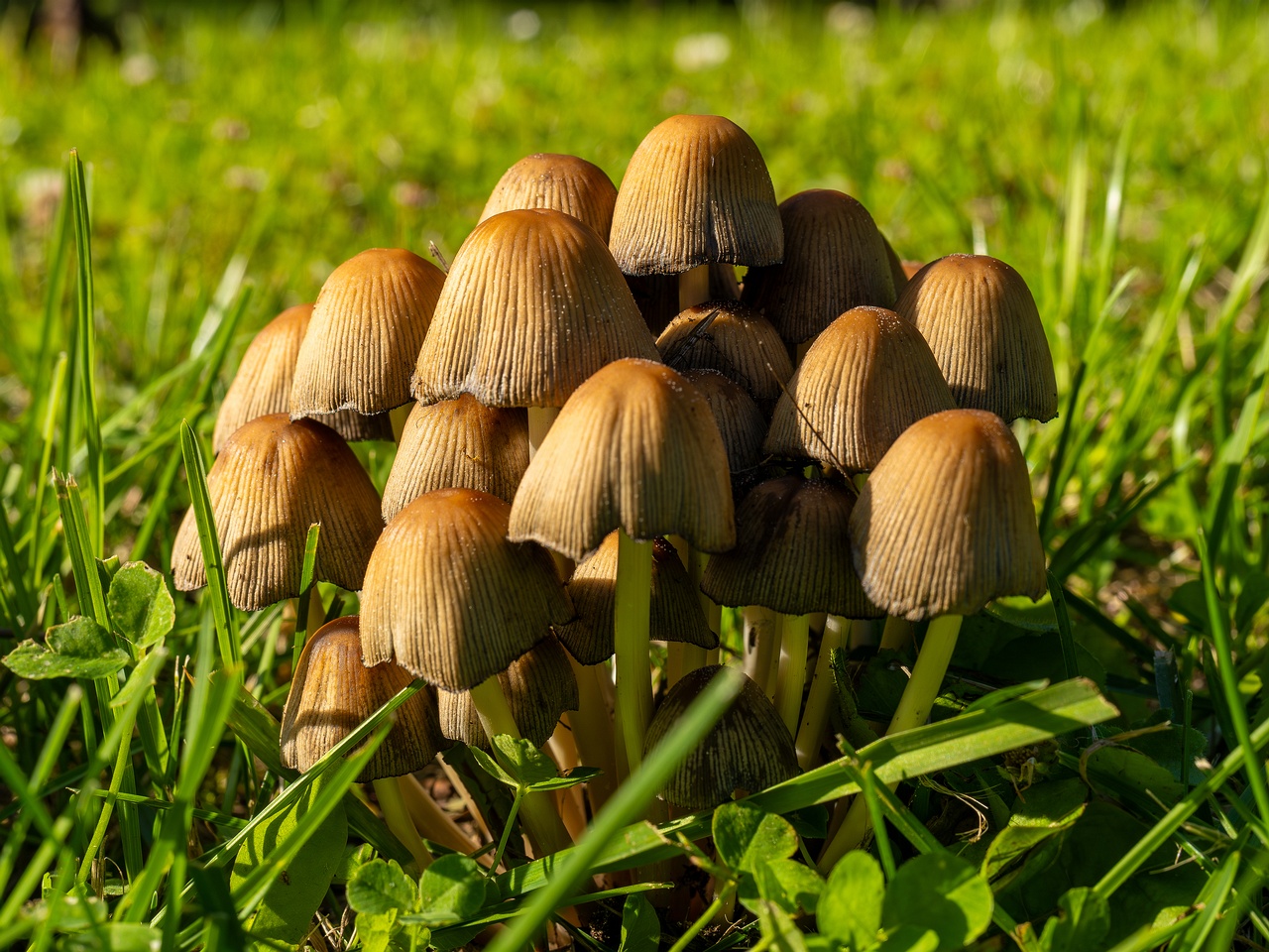 Coprinellus micaceus _2025-06-21_1-6