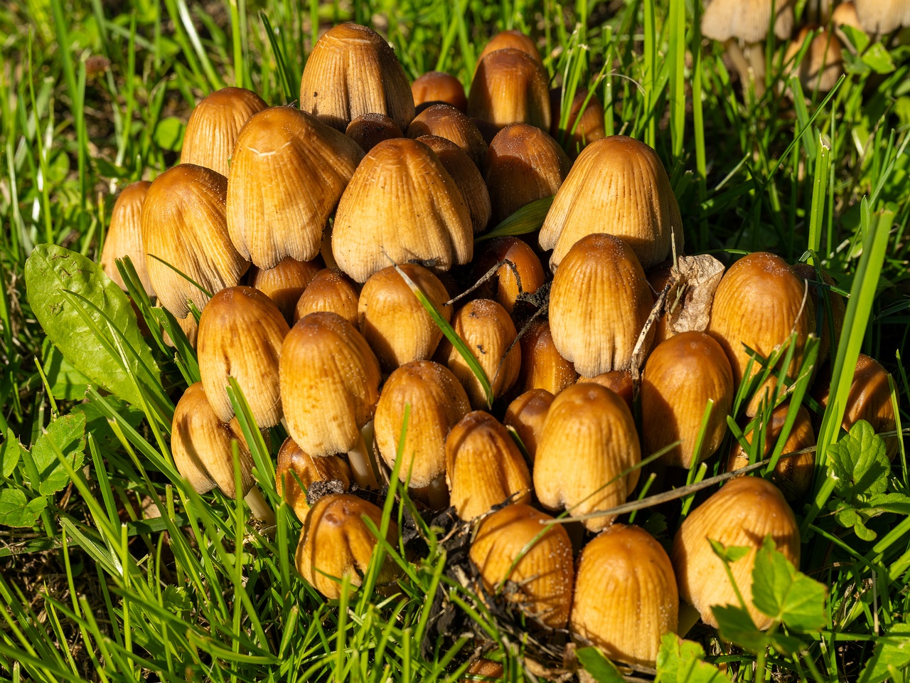 Coprinellus micaceus _2025-06-21_1-9