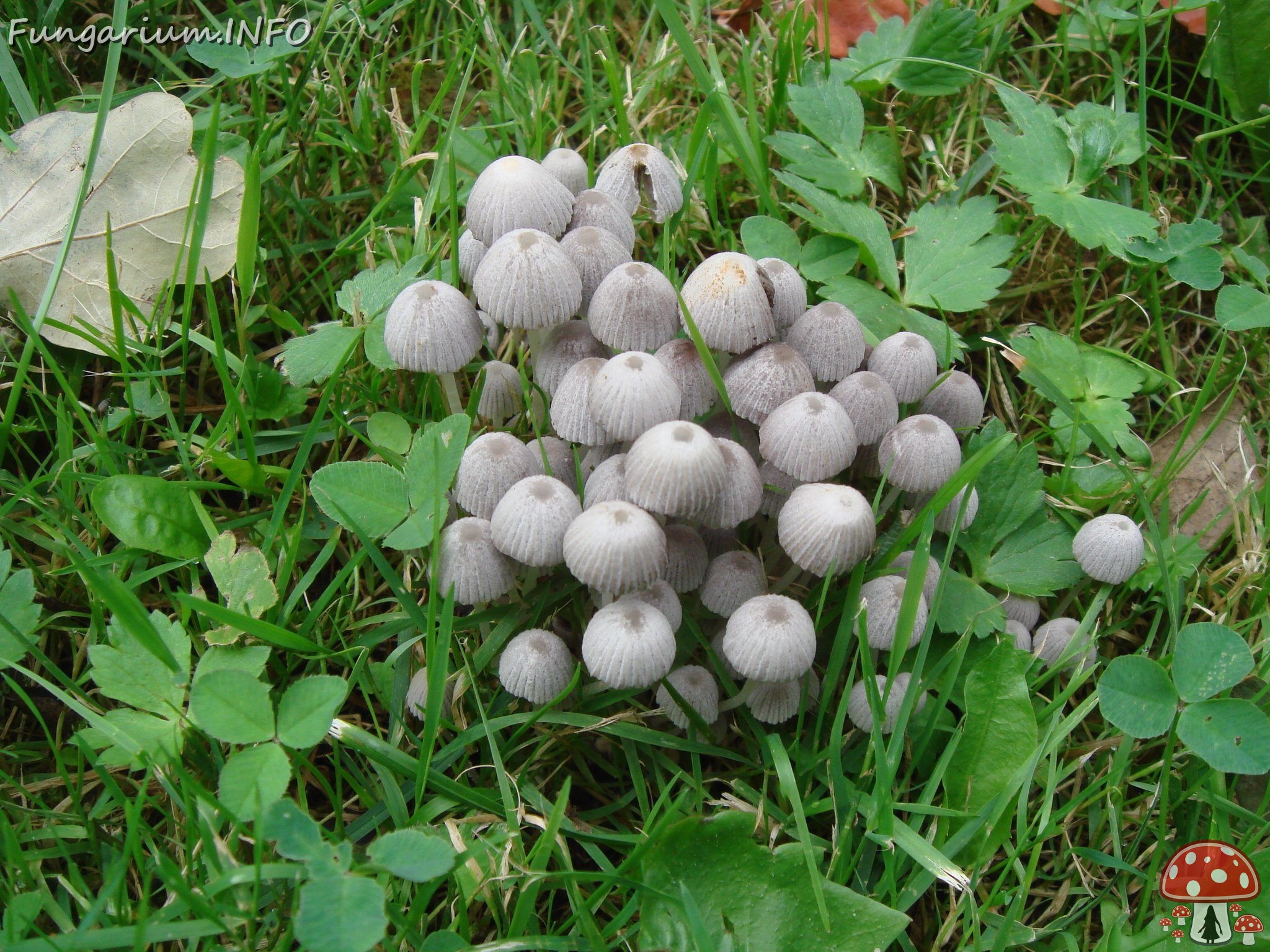 fungi-0003926 