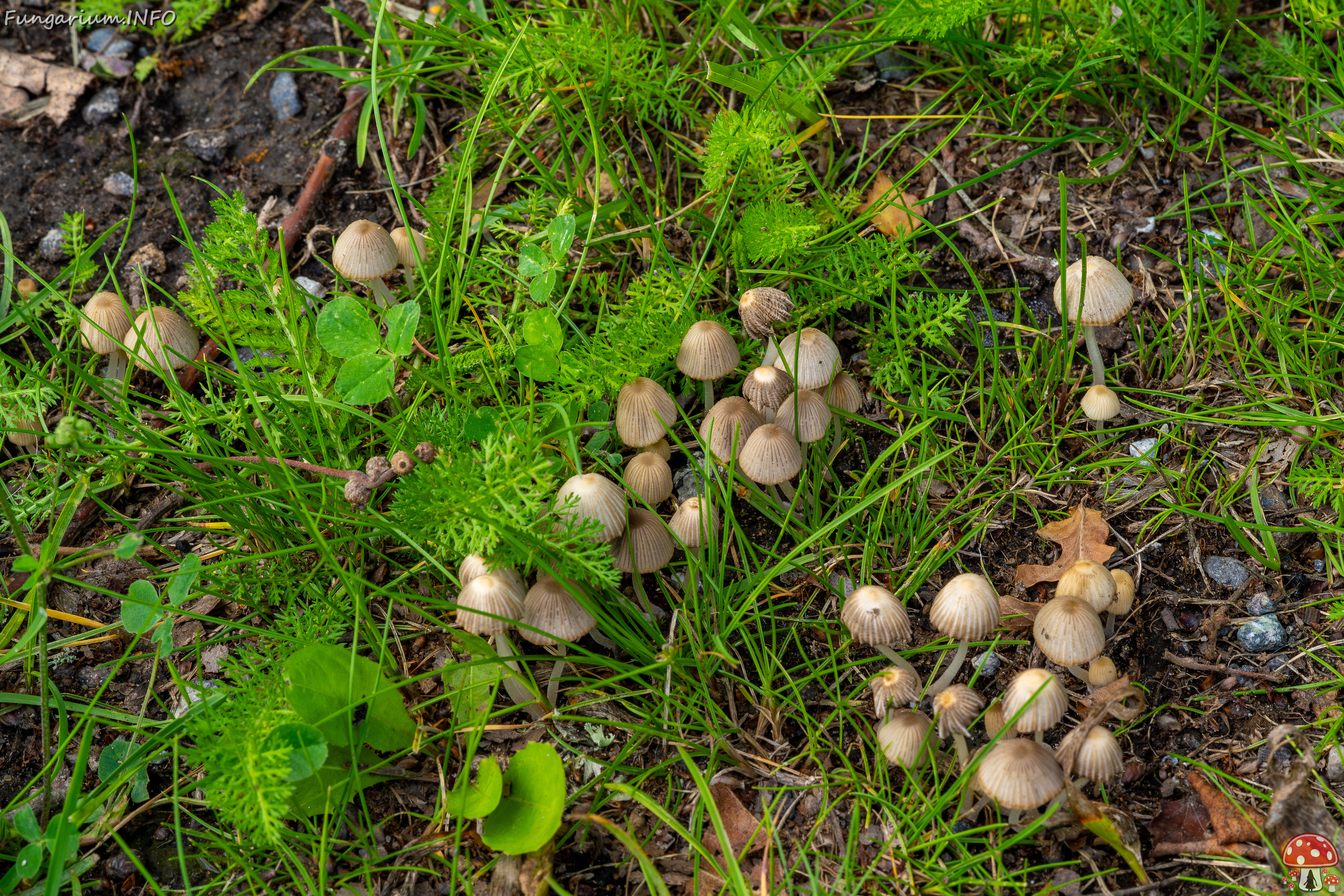 tohisoo_manor_park_area-73 