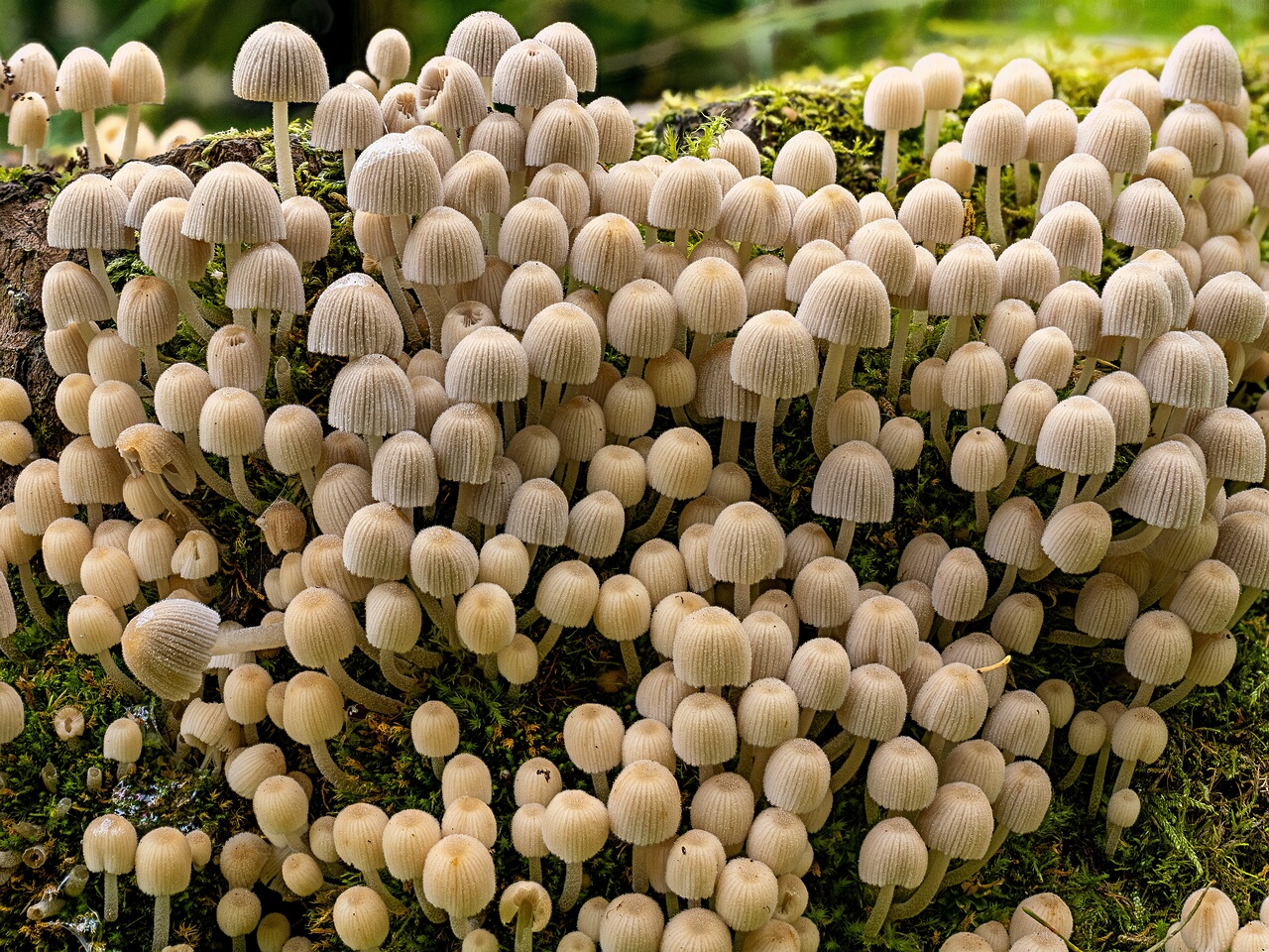 !Coprinellus disseminatus _2026-08-28_1-1