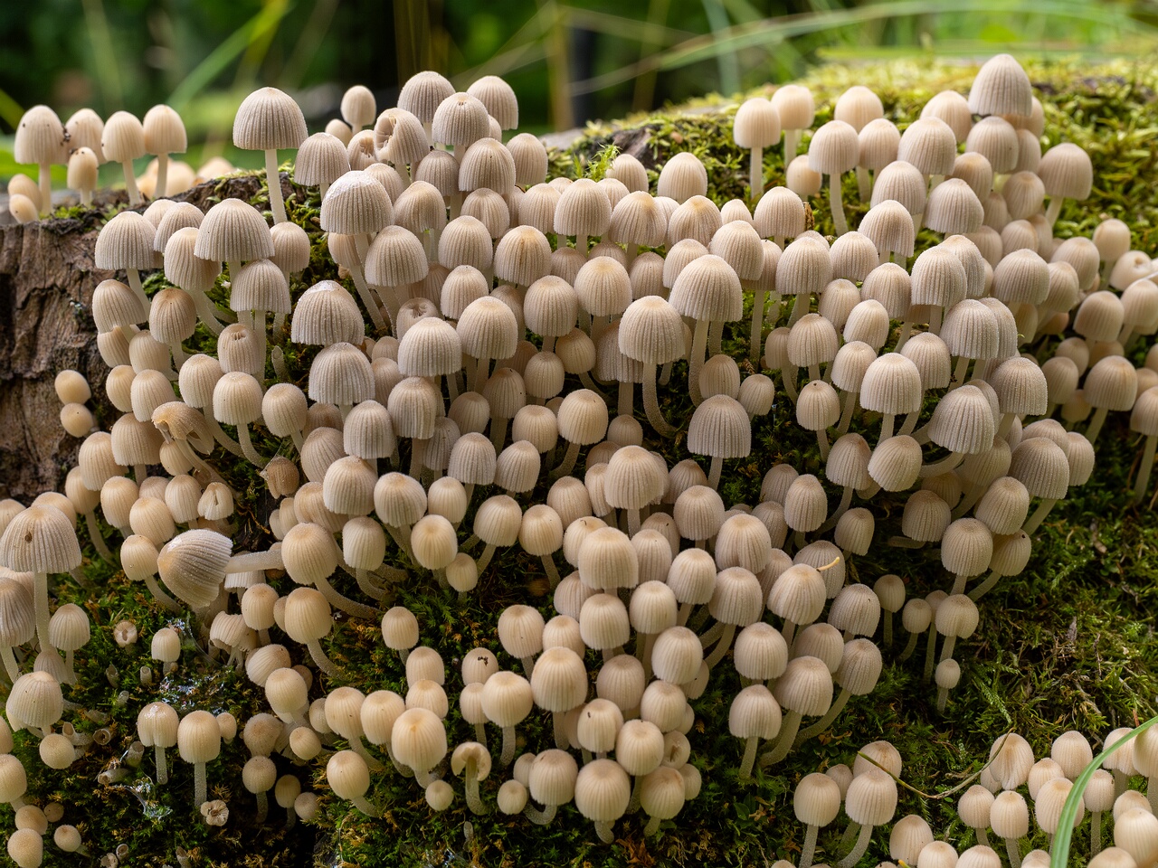 Coprinellus disseminatus _2026-08-28_2-1